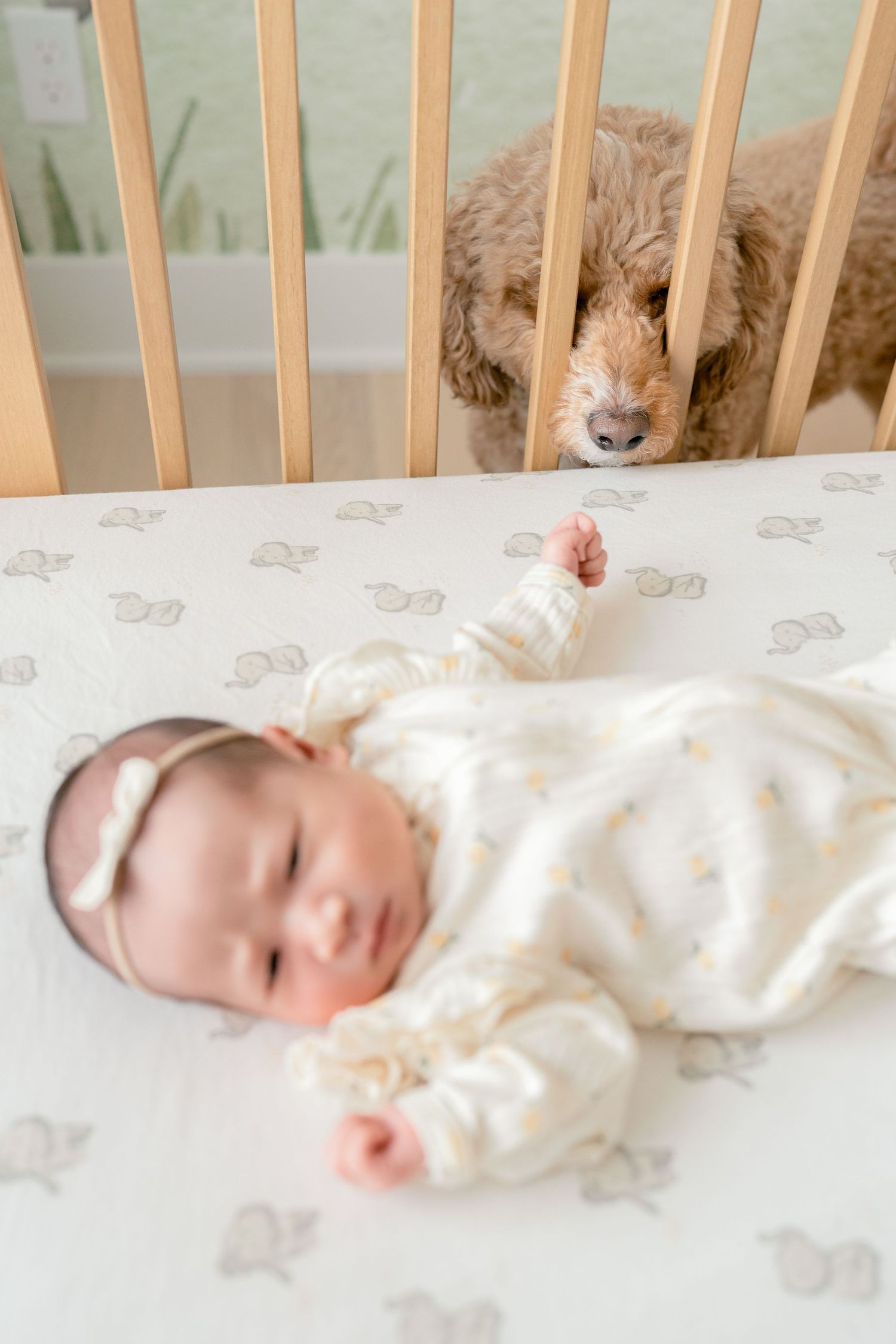 Curious golden doodle dog peeks through wooden crib slats at sleeping newborn baby in white outfit in Oakland County, MI.