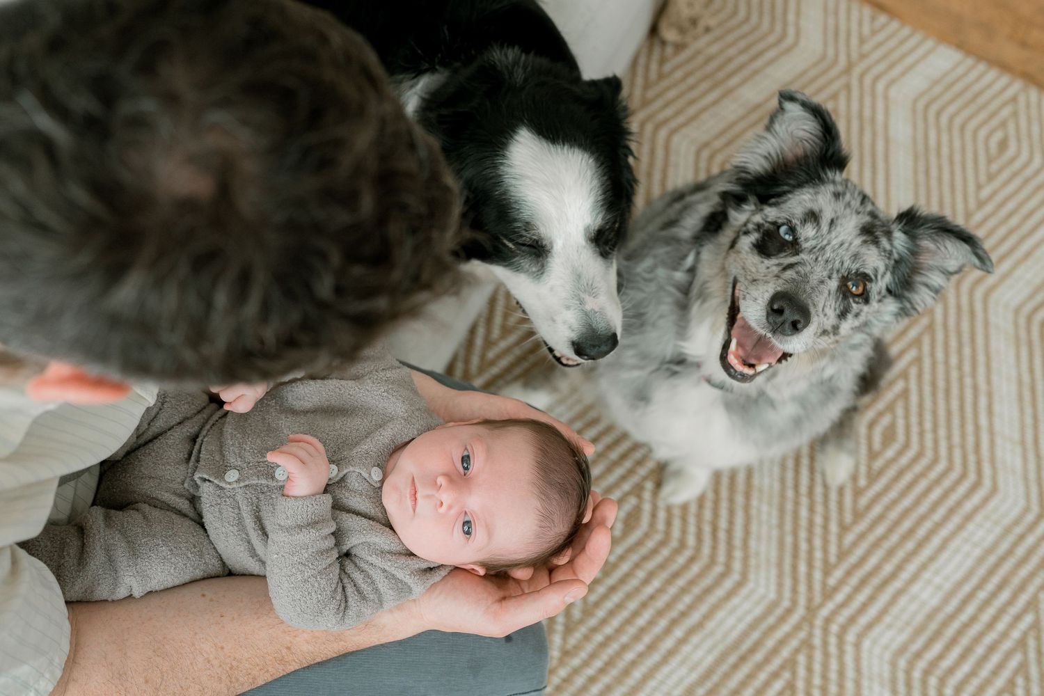 Adult holding newborn baby while two dogs, a Border Collie and Australian Shepherd, curiously sniff the infant indoors.
