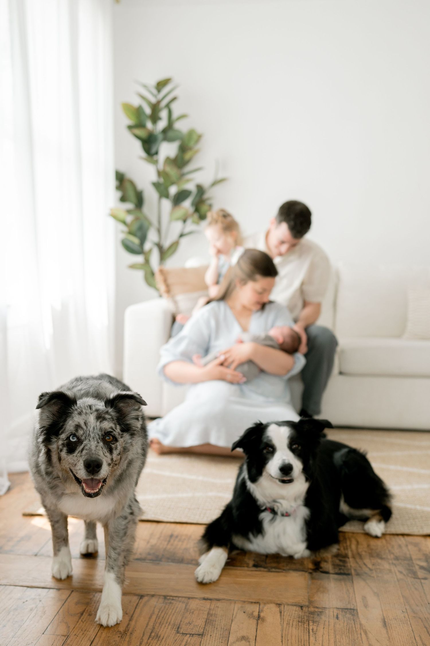 Family with newborn, toddler, and two dogs pose in bright living room on hardwood floors.