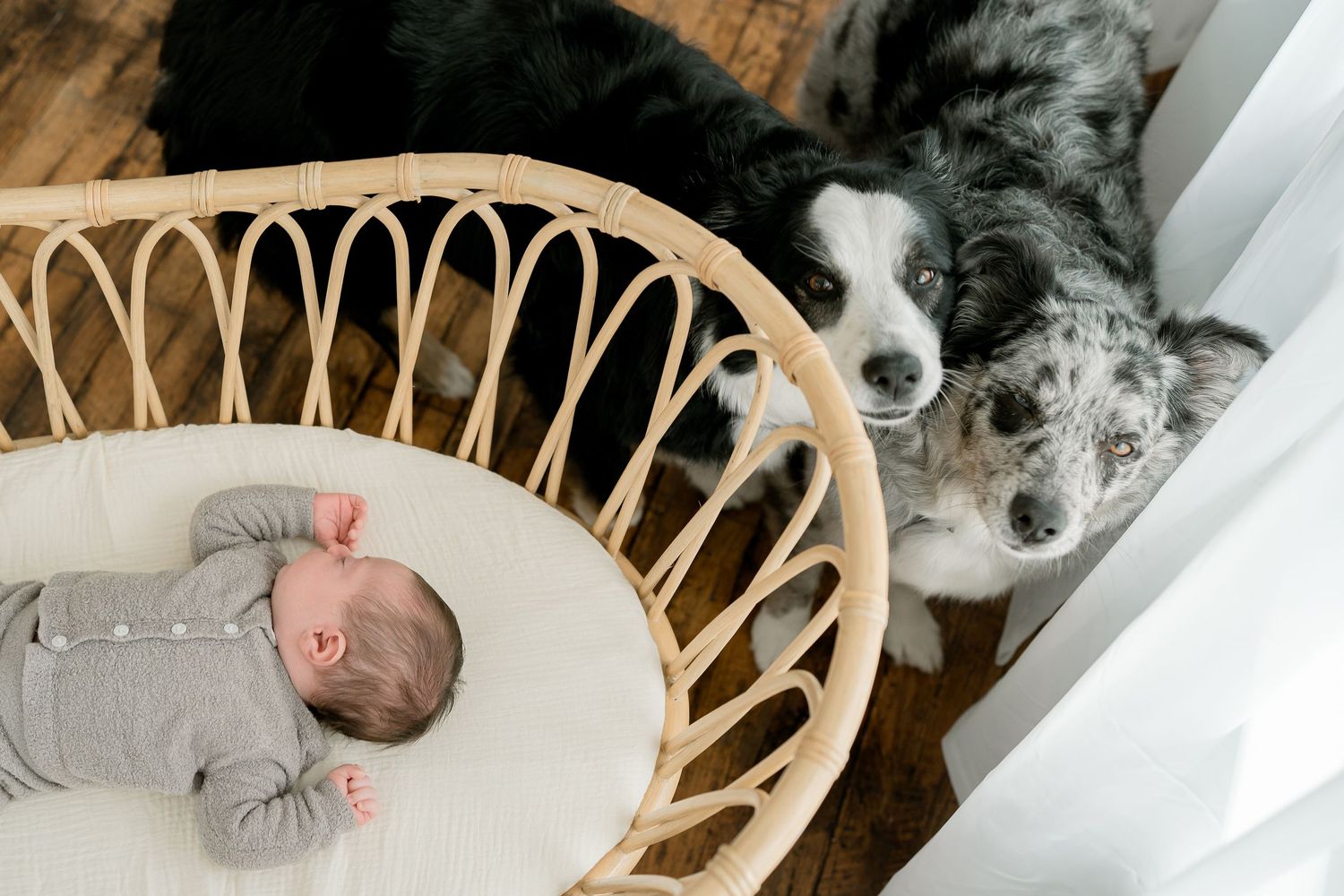Newborn baby sleeping in a wicker bassinet beside two attentive Border Collie dogs on a wooden floor.