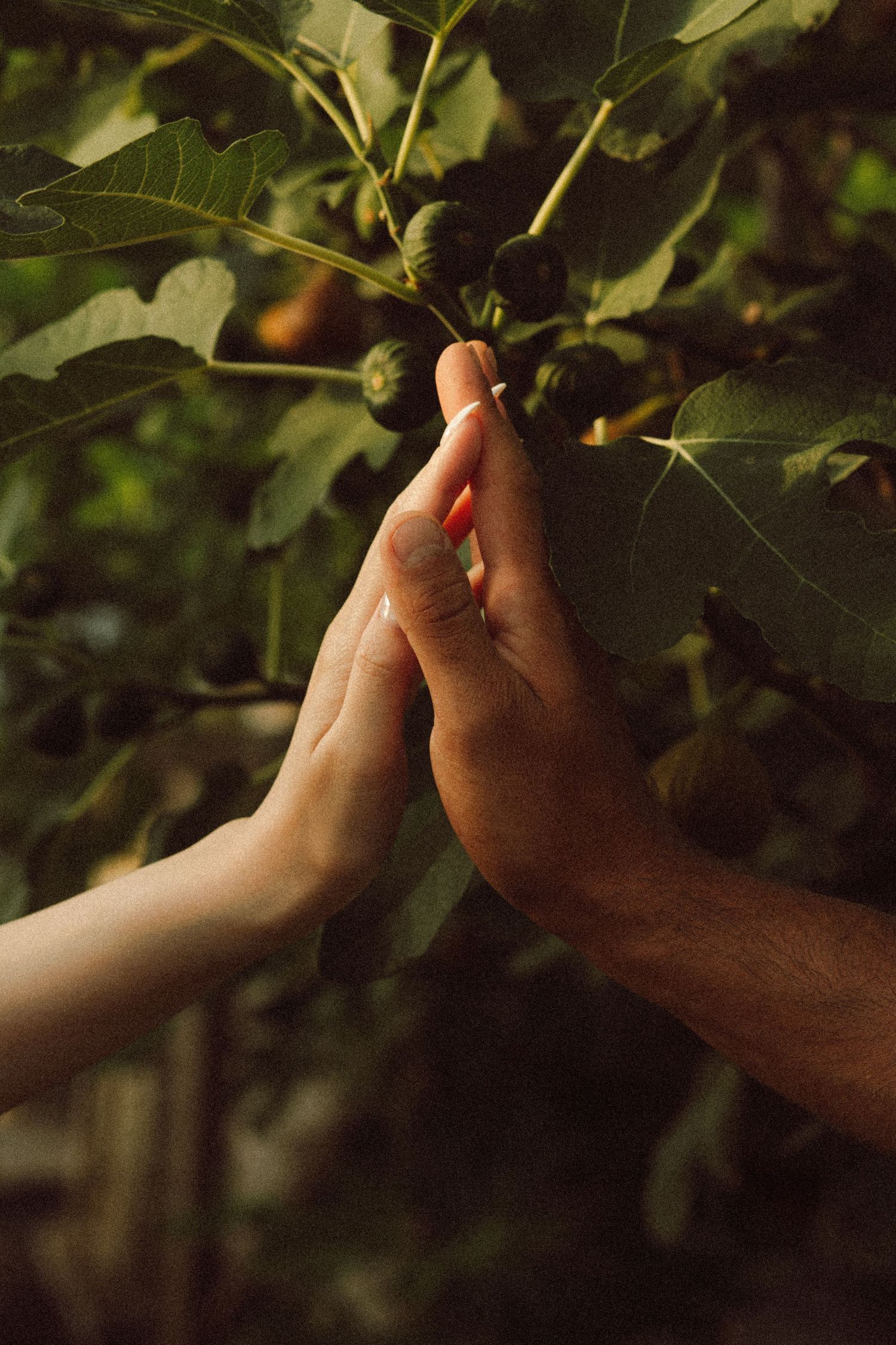 Two hands gently touching unripe figs on a lush green fig tree branch in soft natural light.