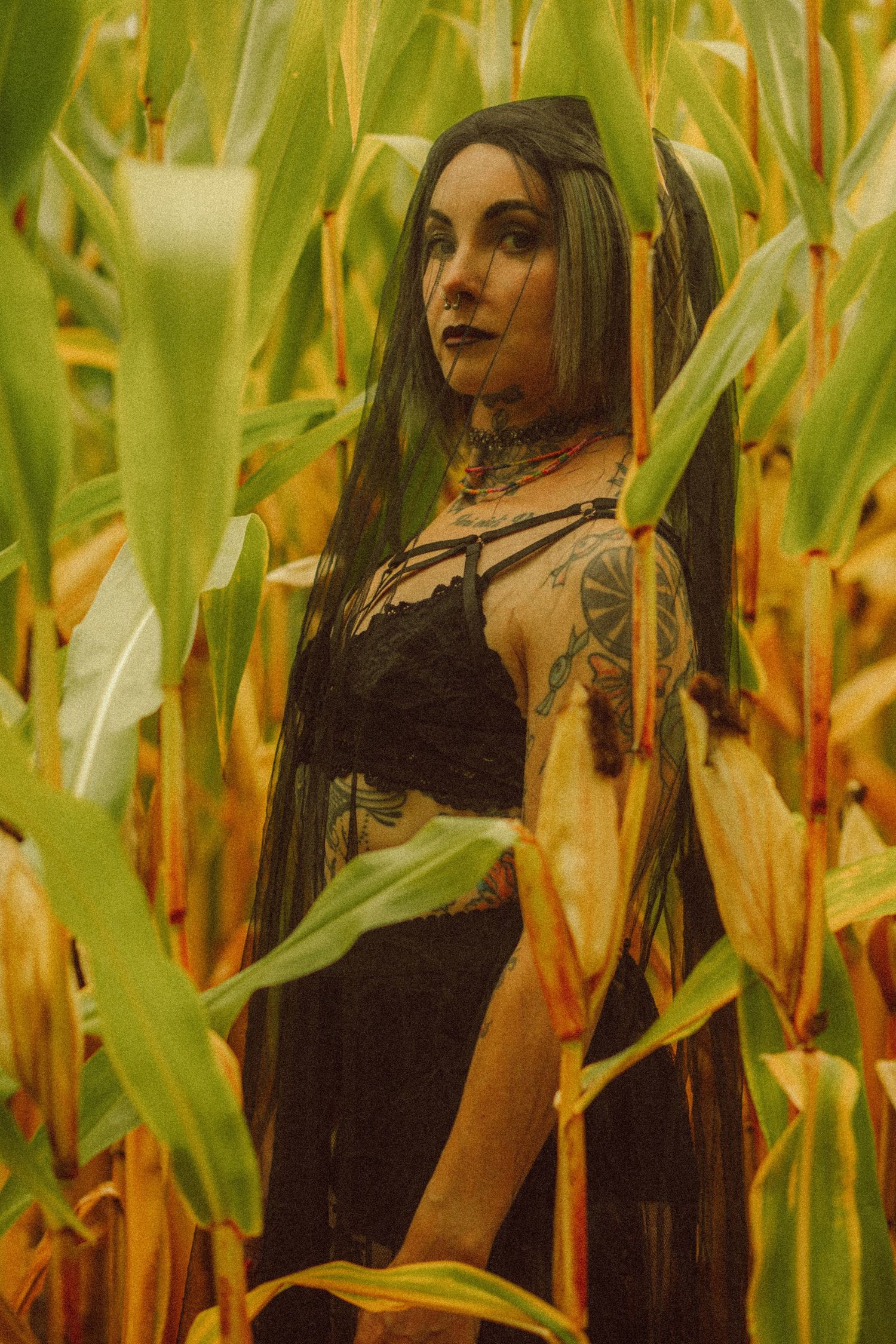 Tattooed woman with long dark hair in black lace top standing among tall corn stalks in golden field.