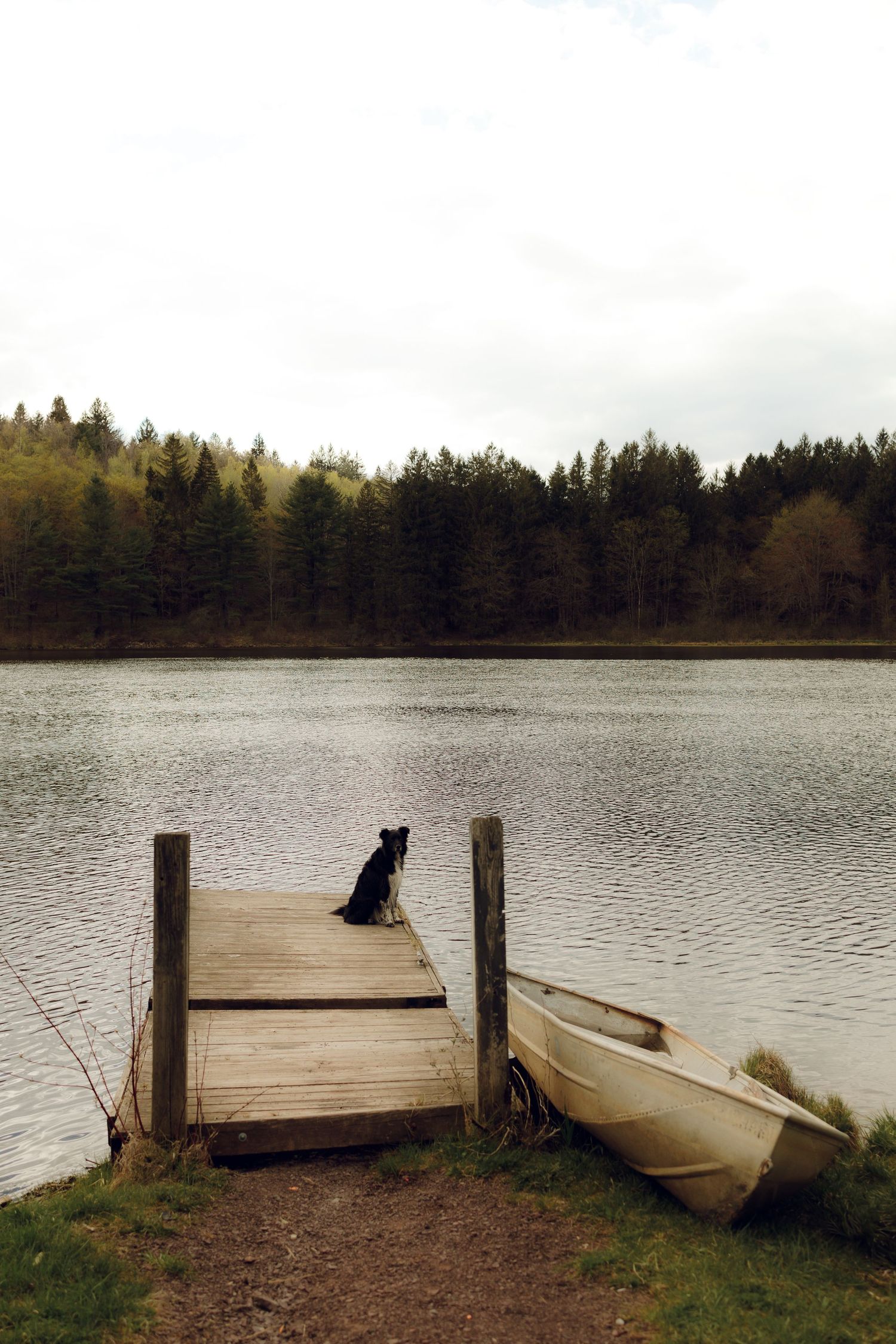 A black dog sits on a wooden dock overlooking a serene lake surrounded by pine trees, with a canoe resting nearby.
