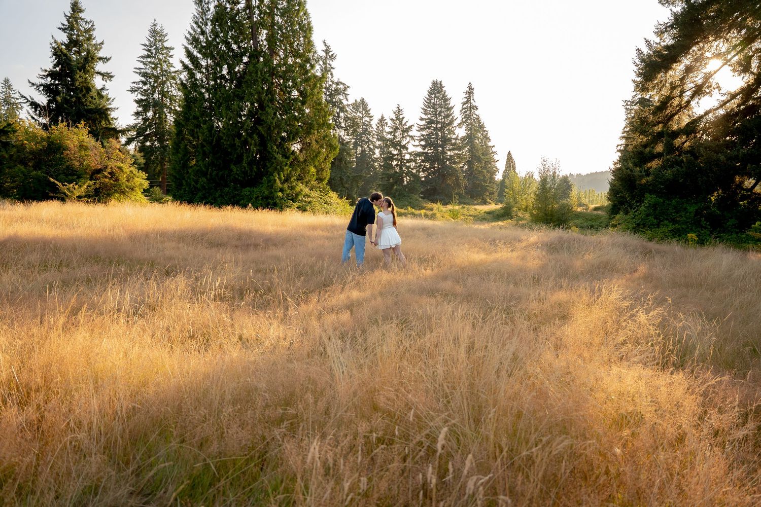 Golden autumn meadow with tall dry grass and evergreen trees along the edge during sunset.