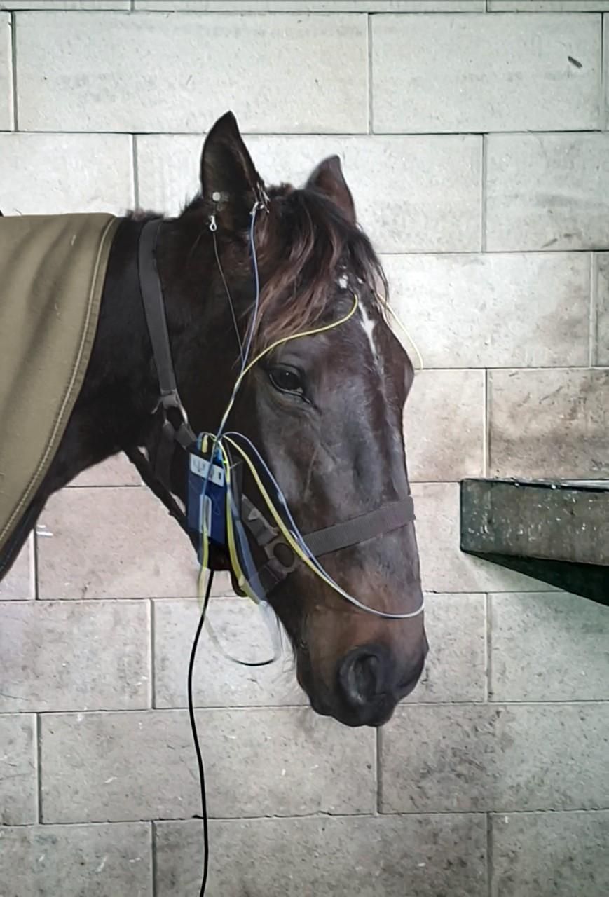 Close-up portrait of a dark brown horse with bridle and reins against a light brick wall background.