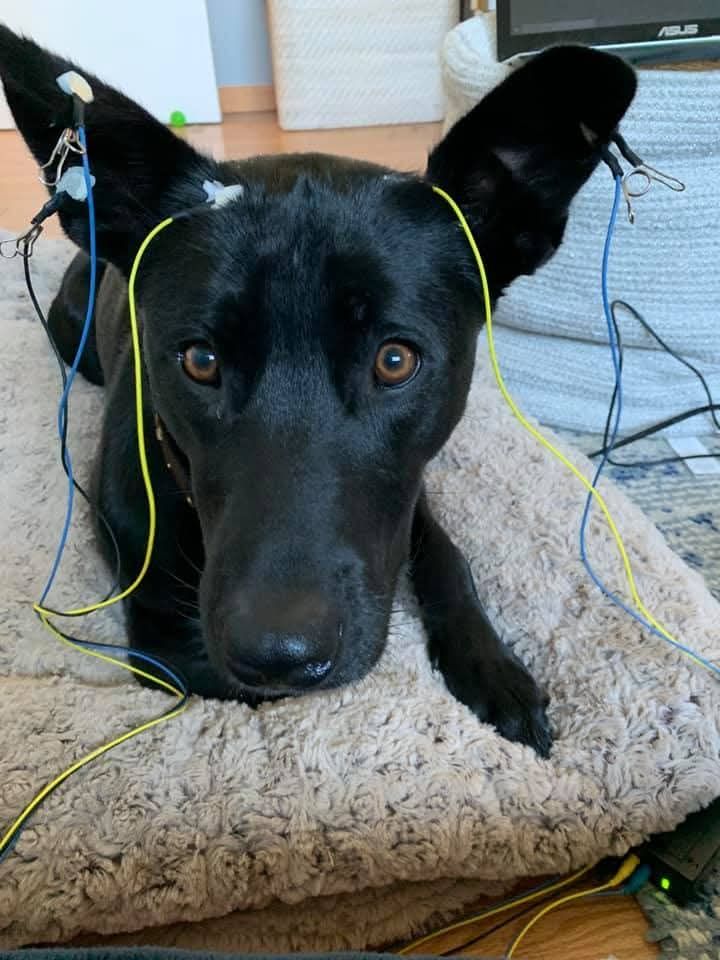 Black dog lying on a patterned couch wearing yellow headphones rests with a laptop in the background.
