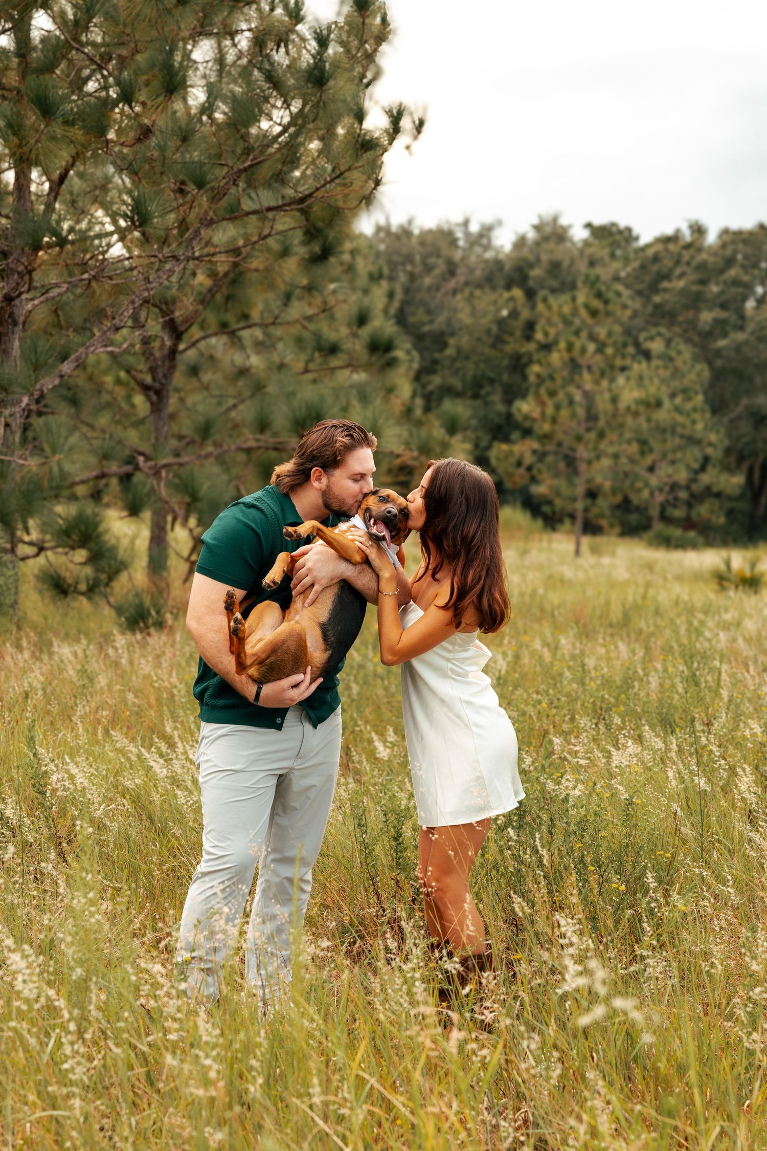 Playful interaction in a sun-lit meadow with tall grass and pine trees.