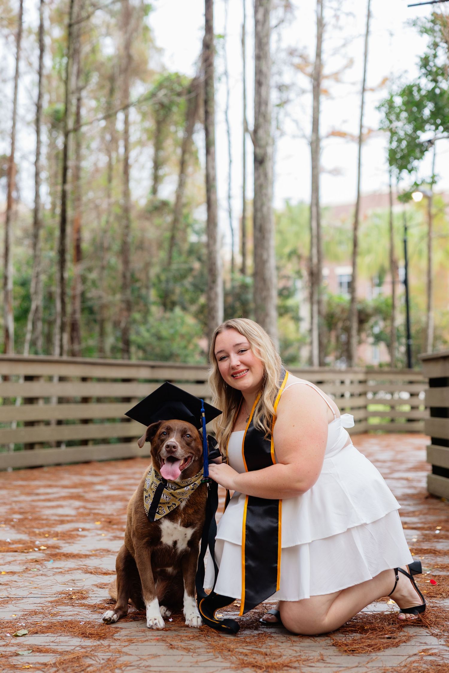 Four sequential photos showing a chocolate Labrador dog posing outdoors with someone in a white dress on a wooden deck.