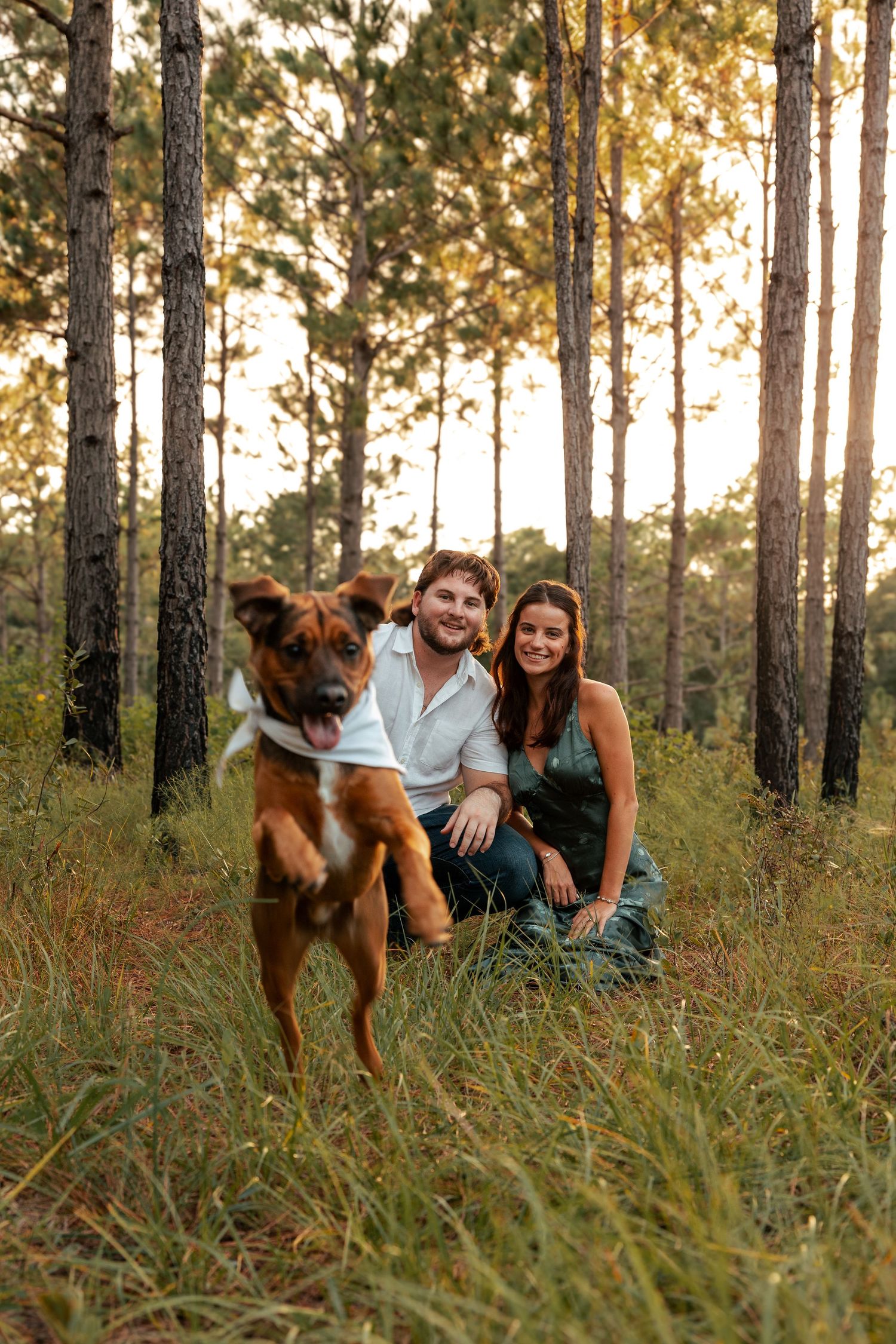 Energetic brown dog jumping playfully in a pine forest at sunset while a couple sits in the tall grass.