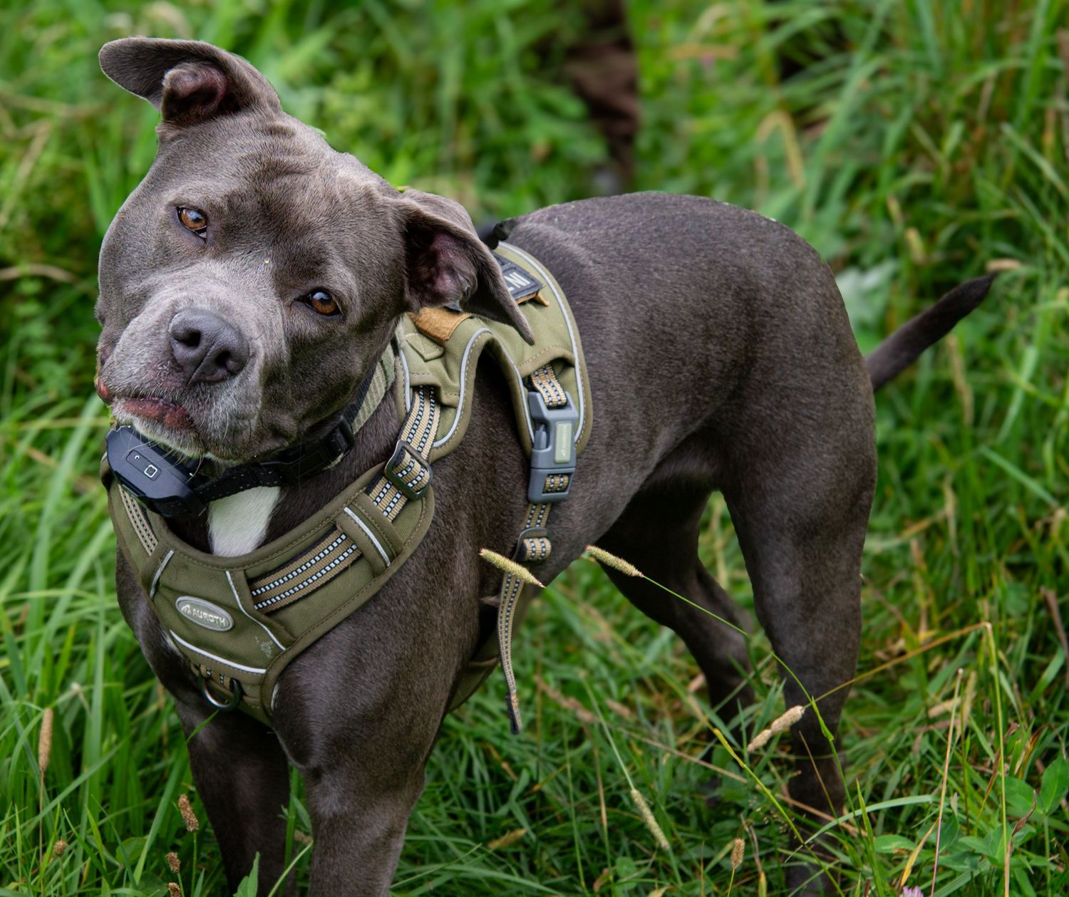 grey dog