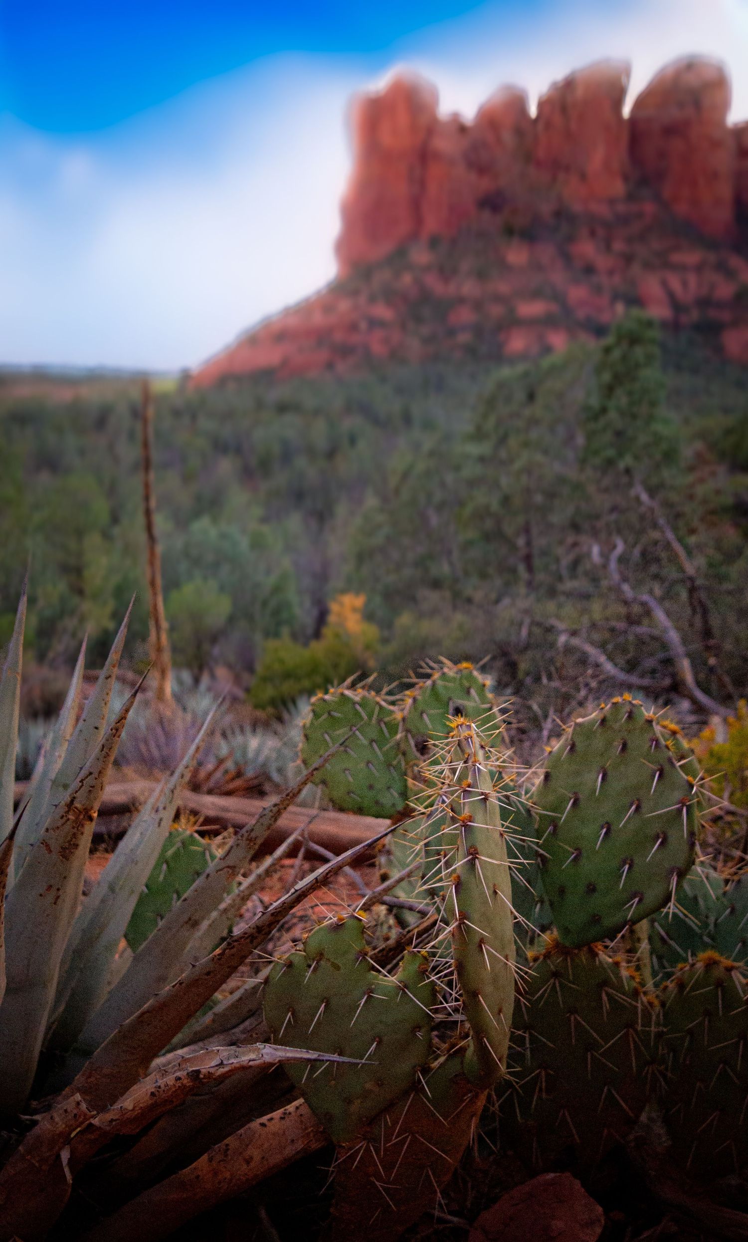 sedona, arizona landscape