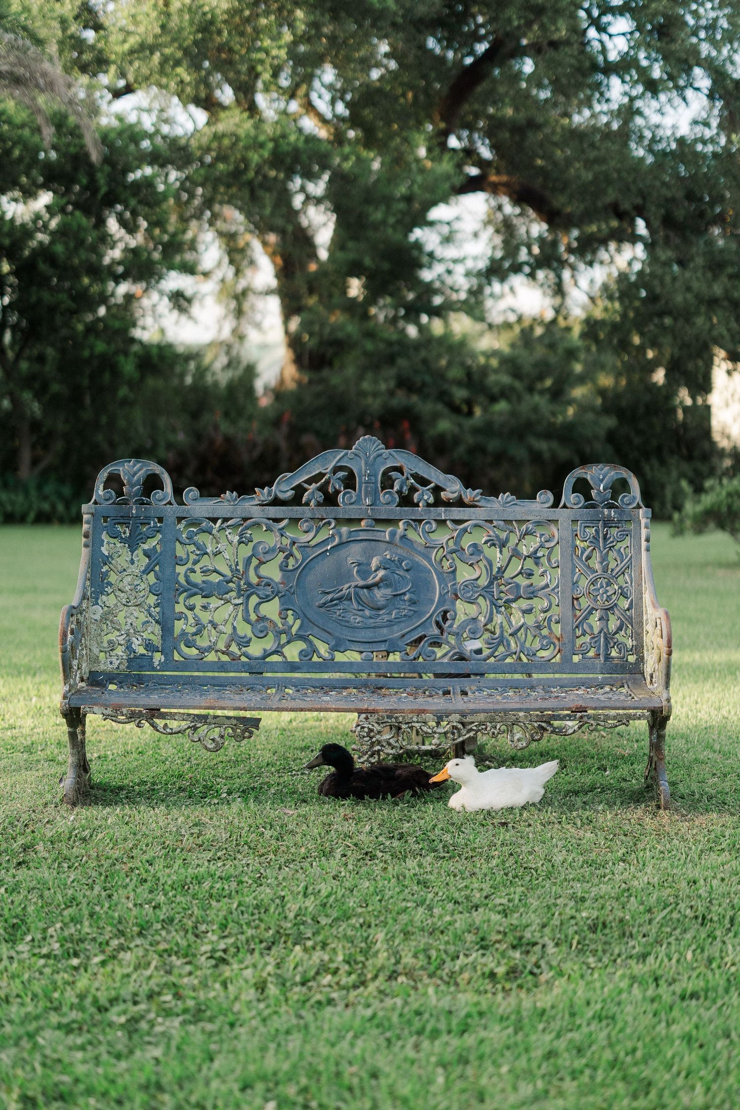 Ornate vintage cast iron garden bench on green lawn with two ducks resting underneath, surrounded by lush trees.