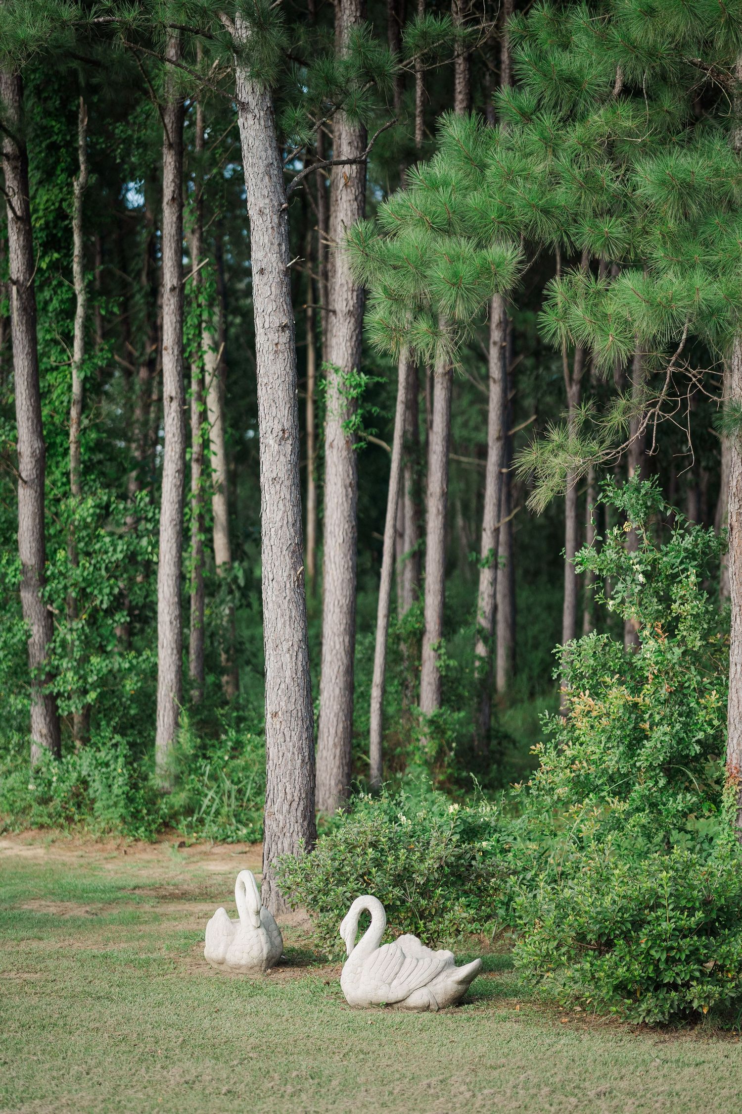 Two white swan sculptures on green grass surrounded by tall pine trees in a lush garden setting.