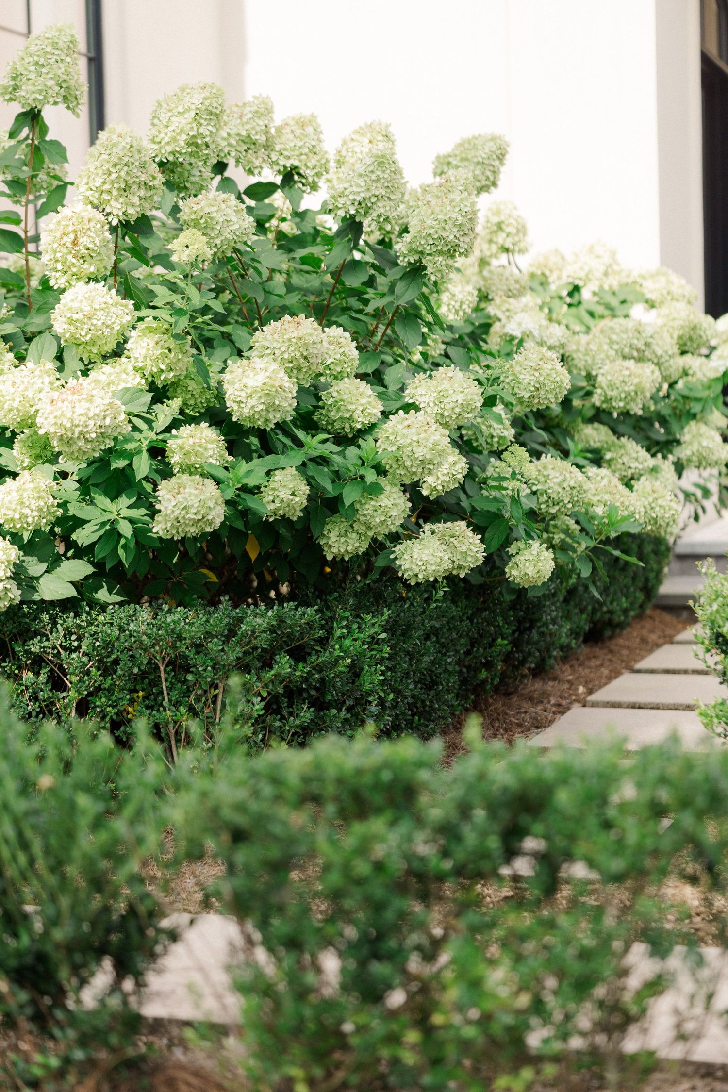 Lush white hydrangea shrubs blooming in a manicured garden border with neatly trimmed boxwood hedges.