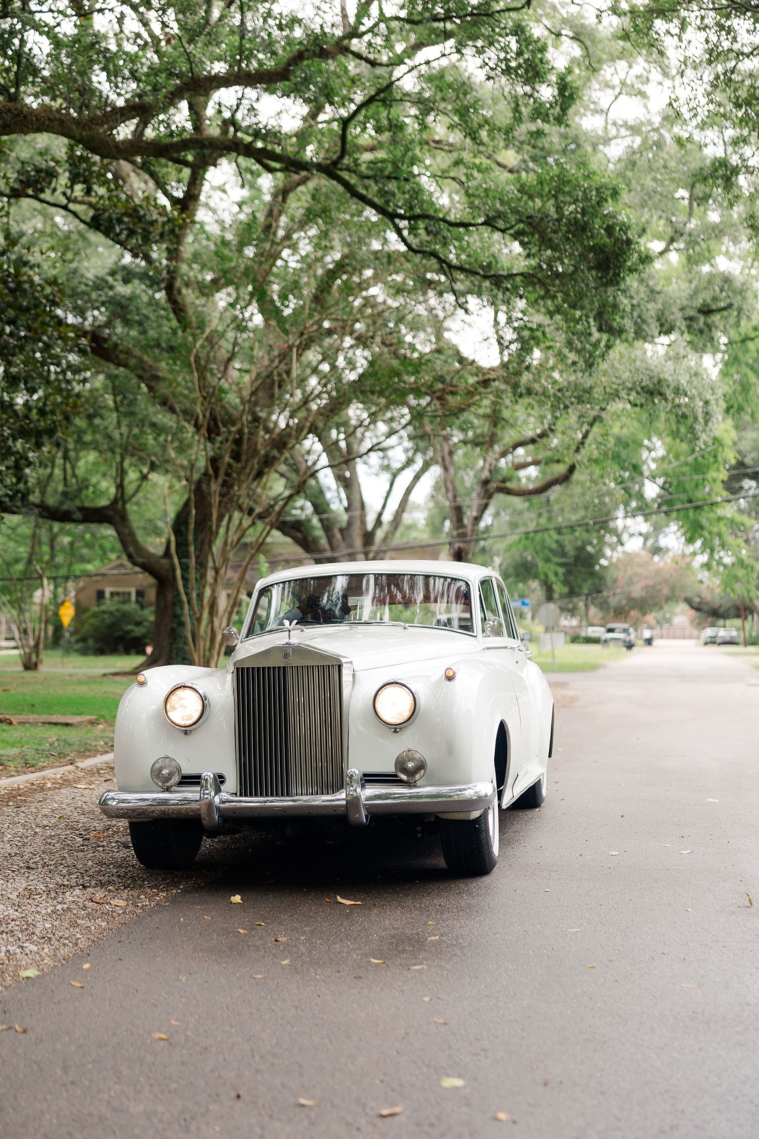 Classic white Rolls Royce wedding cars lined up on a tree-lined street.