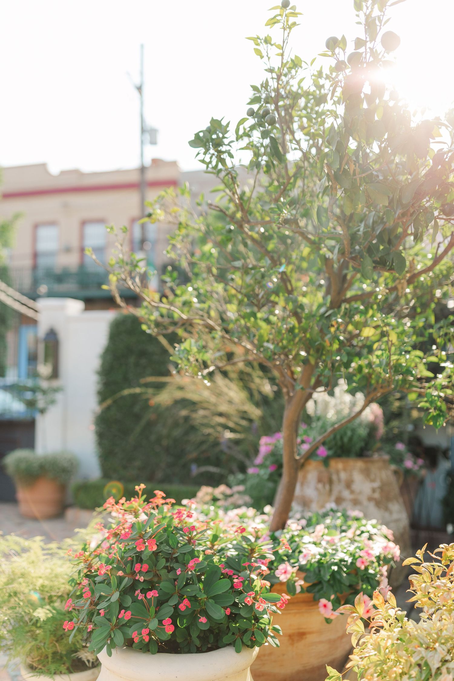 Sun-drenched garden setting with potted flowers and small trees in front of a Mediterranean-style building.