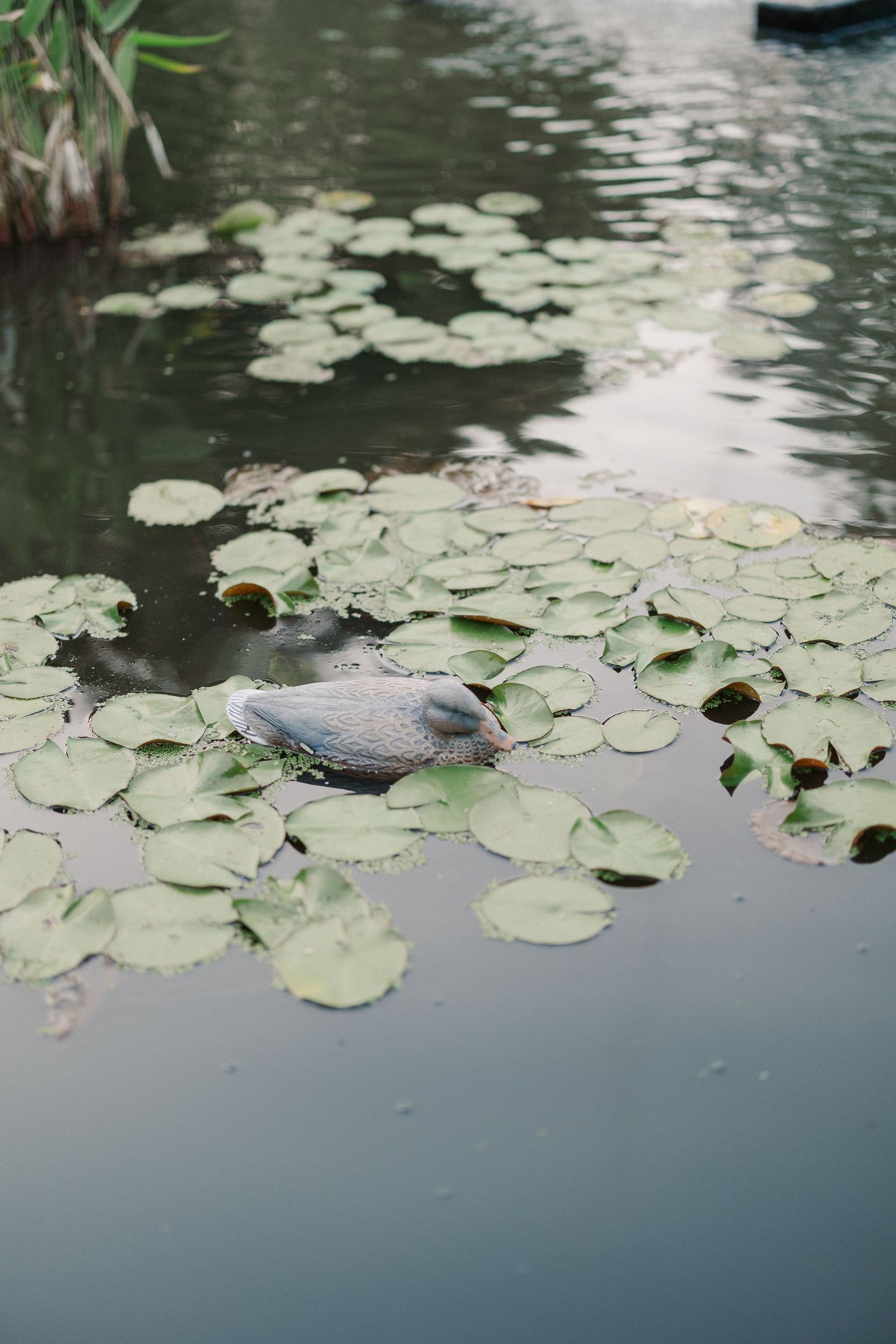 A duck swimming among green lily pads on a calm pond surrounded by lush vegetation.