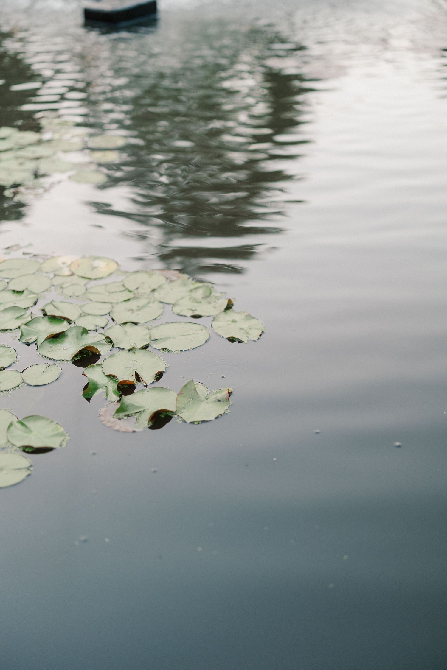 Lily pads floating on a calm, reflective pond with soft ripples and muted green tones.