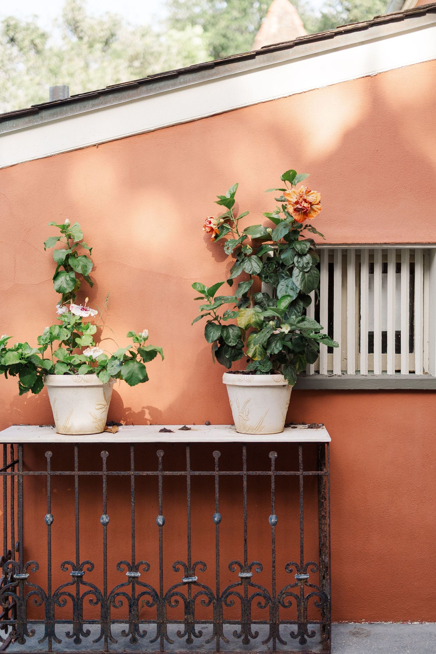 Two potted flowering plants on a stone ledge against a terracotta wall with wrought iron fence.