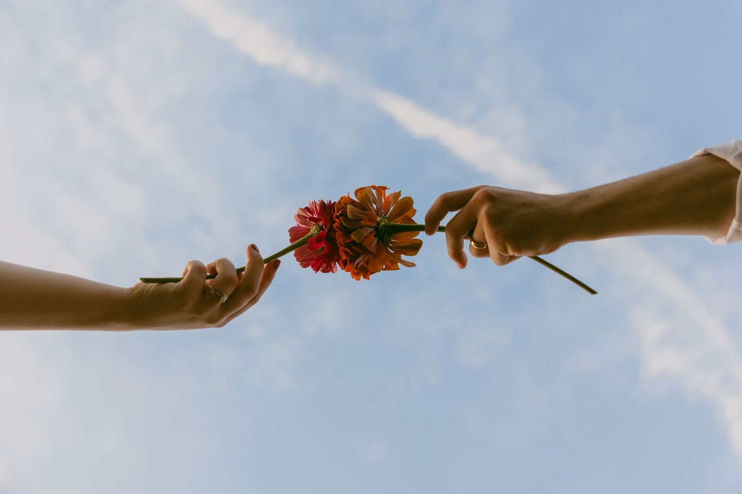 Two hands reach towards each other against a blue sky, passing a vibrant orange flower between them.