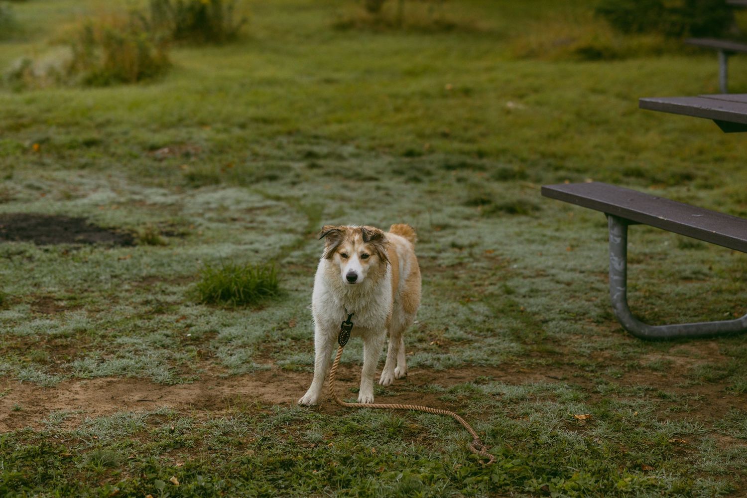 A sequence of photos showing a dog gradually walking towards the camera across a grassy field.