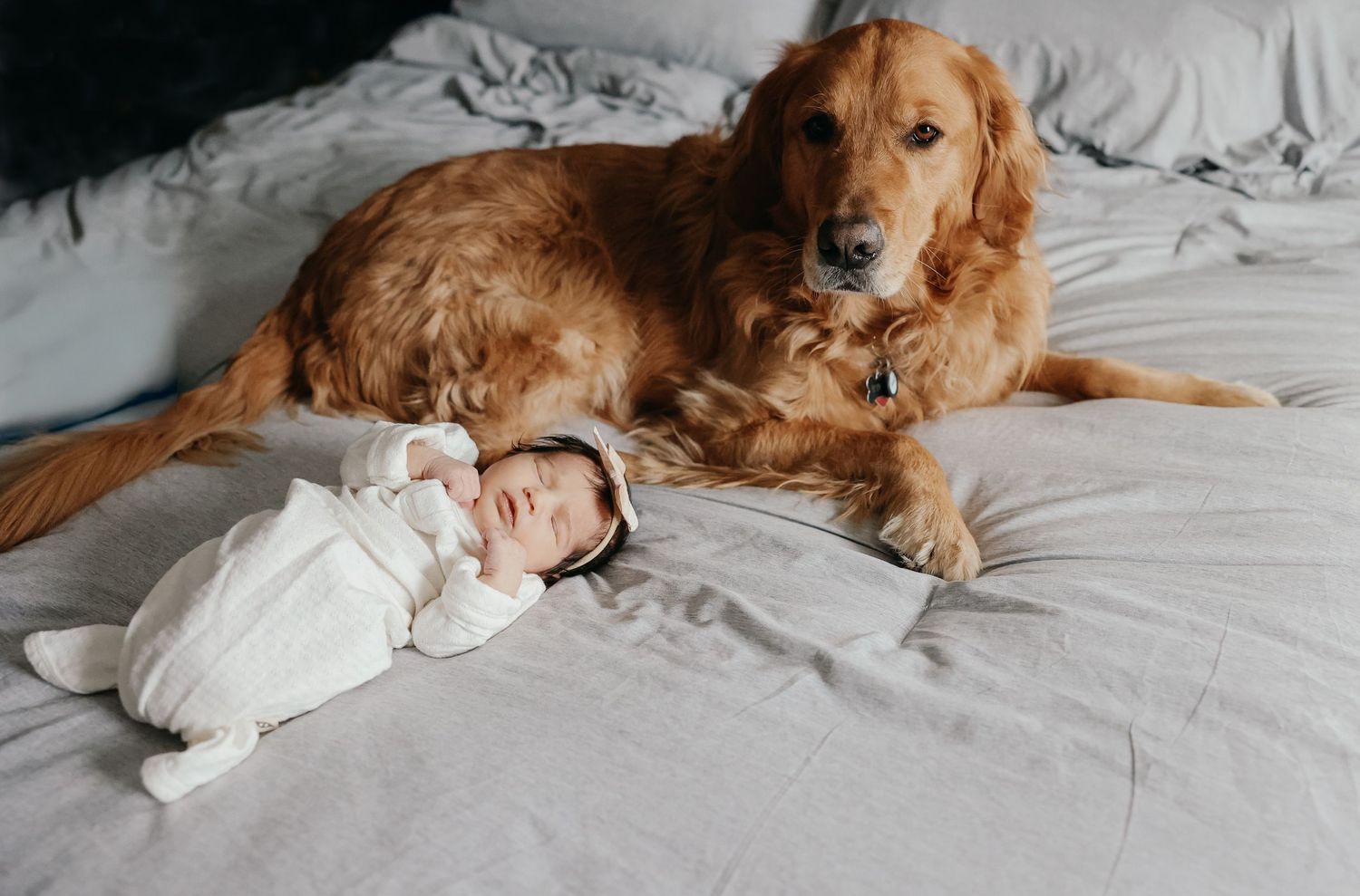 A Golden Retriever dog lies protectively next to a sleeping baby on white bedding.