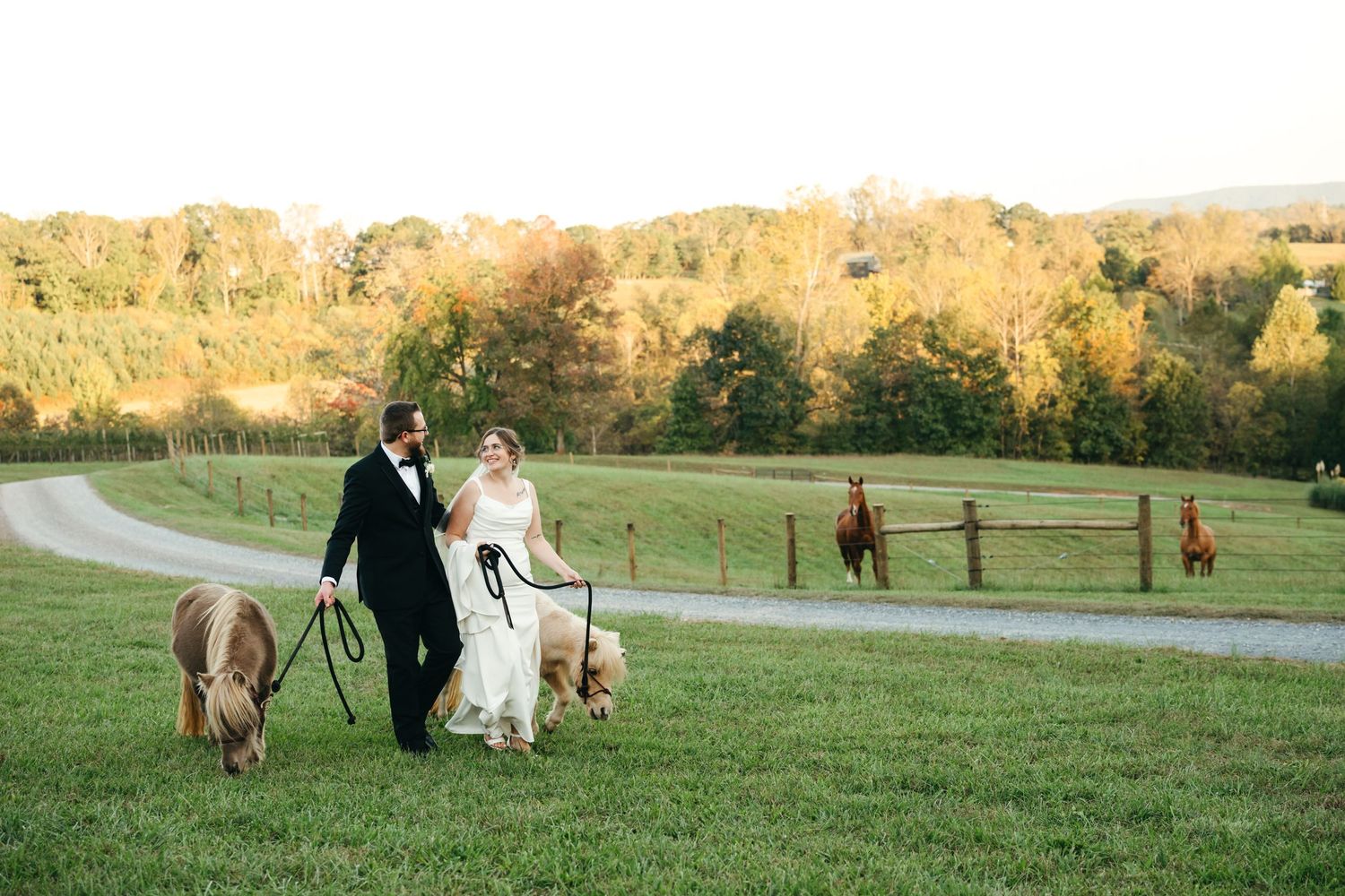 Bride and groom walk with miniature horses at golden hour during their Lovingston Winery wedding in Virginia.