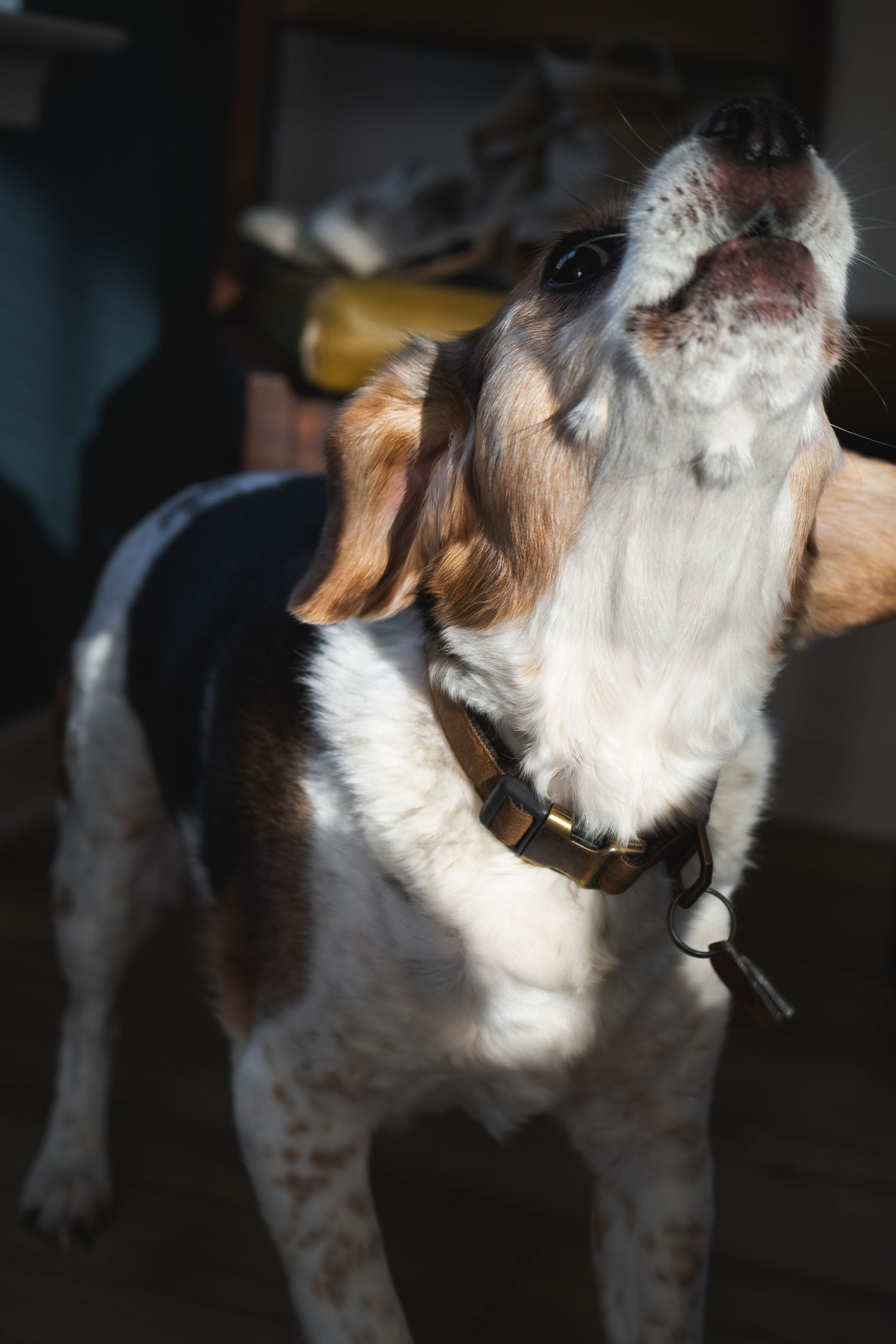 A beagle dog with a brown collar stands indoors, head raised upward, bathed in warm sunlight.