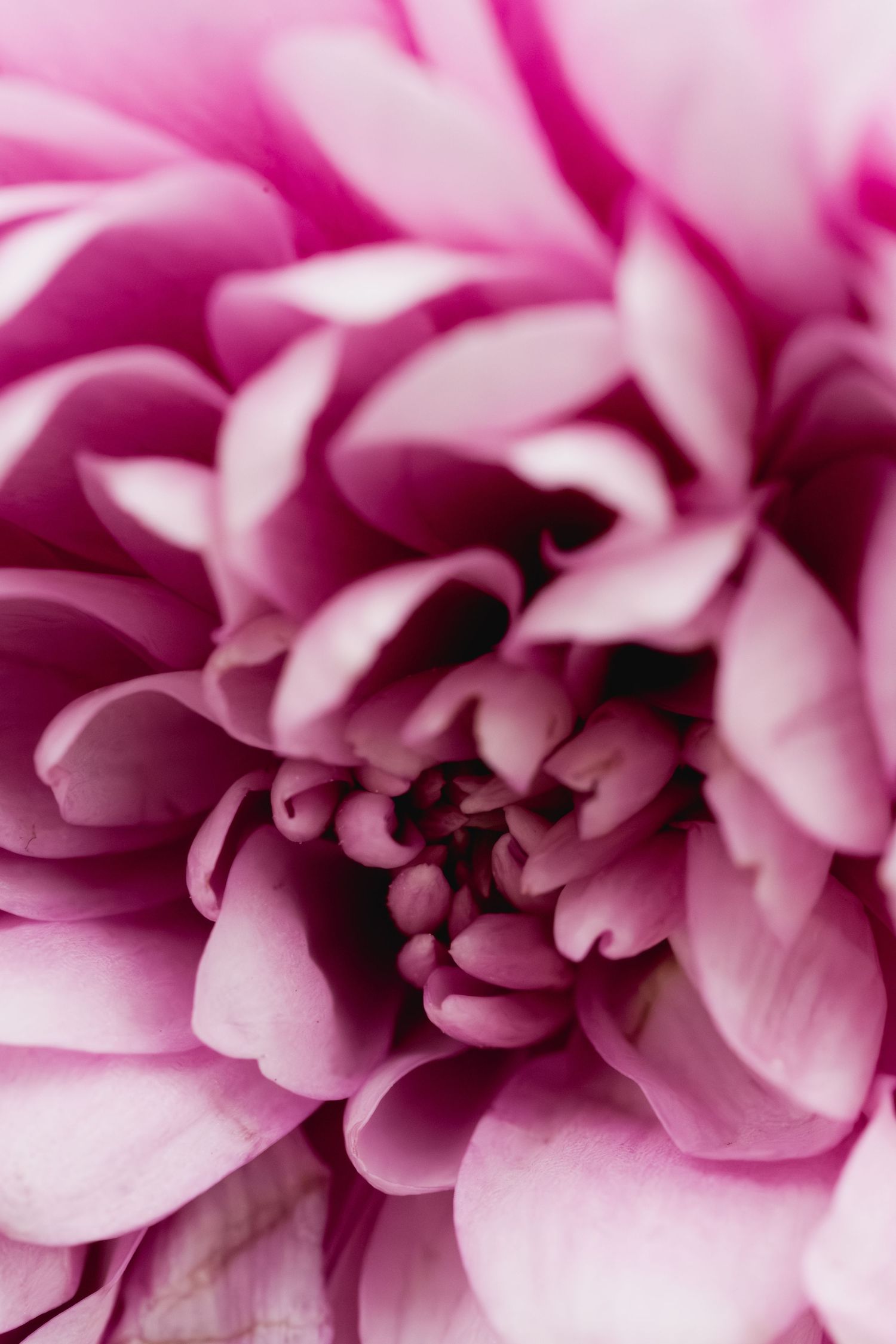 Close-up macro photography of a blooming pink chrysanthemum flower with layered petals and dark center.