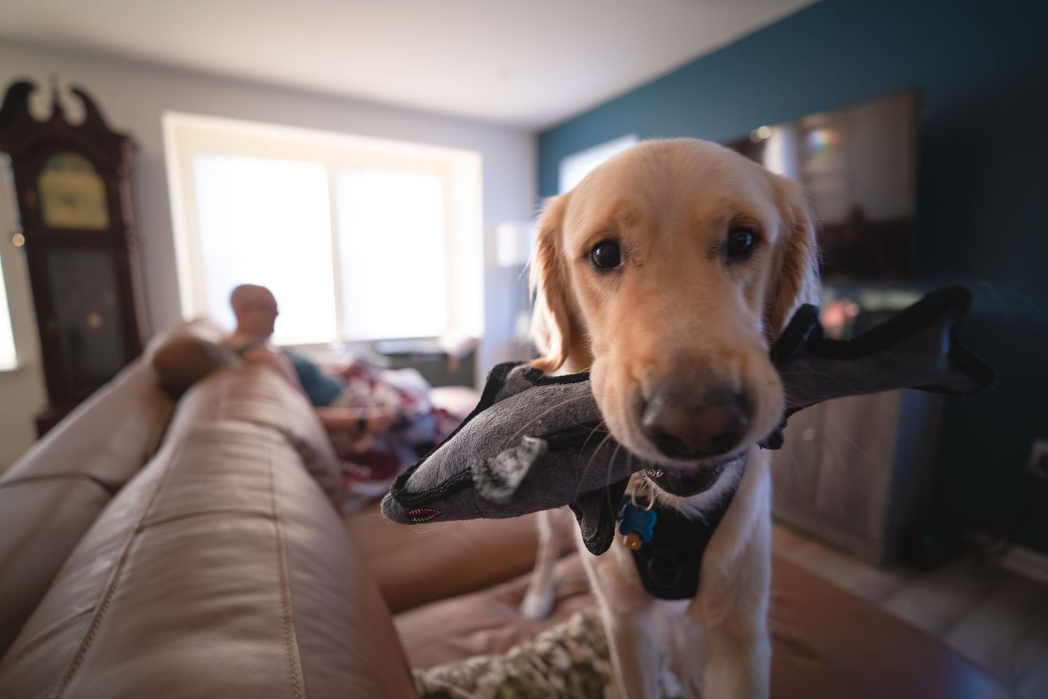 A yellow Labrador retriever holds a stuffed shark toy in its mouth inside a cozy living room.
