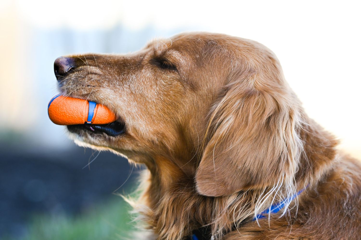 Golden retriever dog holds orange toy ball in mouth against blurred outdoor background.