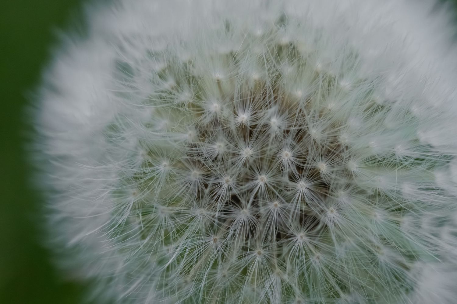Close-up macro photo of a white dandelion seed head in full bloom against a soft green background.