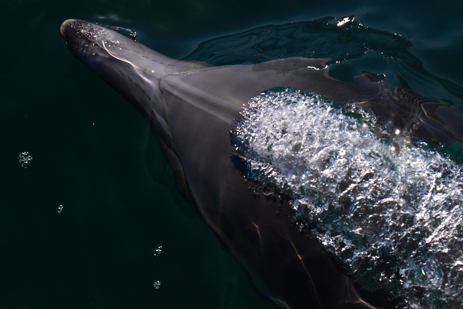 A dolphin surfaces in dark blue ocean water, its sleek gray body glistening with water droplets in natural light.