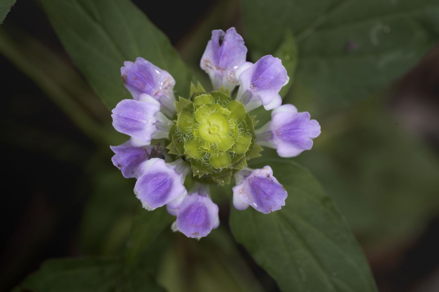 Close-up of a purple and white wildflower with a green center surrounded by lush green leaves.