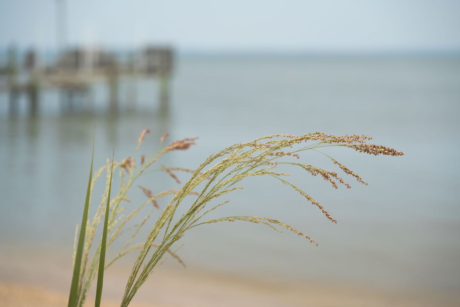 Sea oats grass sways in the breeze on a sandy beach with a wooden pier and calm ocean in the background.