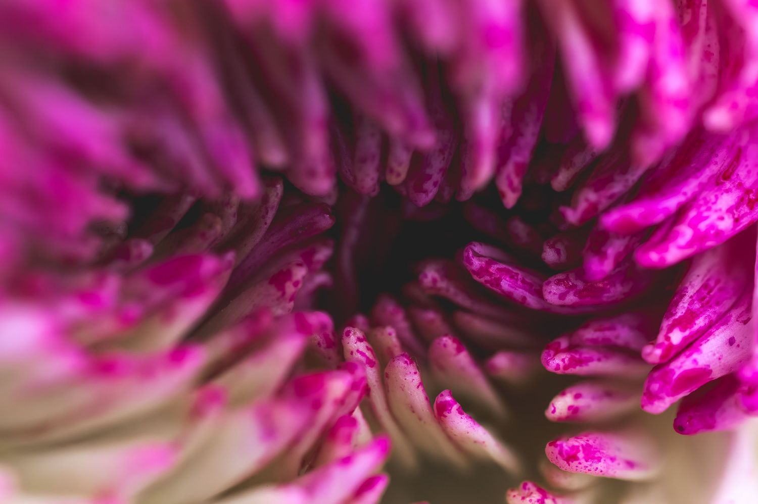 Close-up macro photo of vibrant pink and purple chrysanthemum flower stamens with rich color detail.