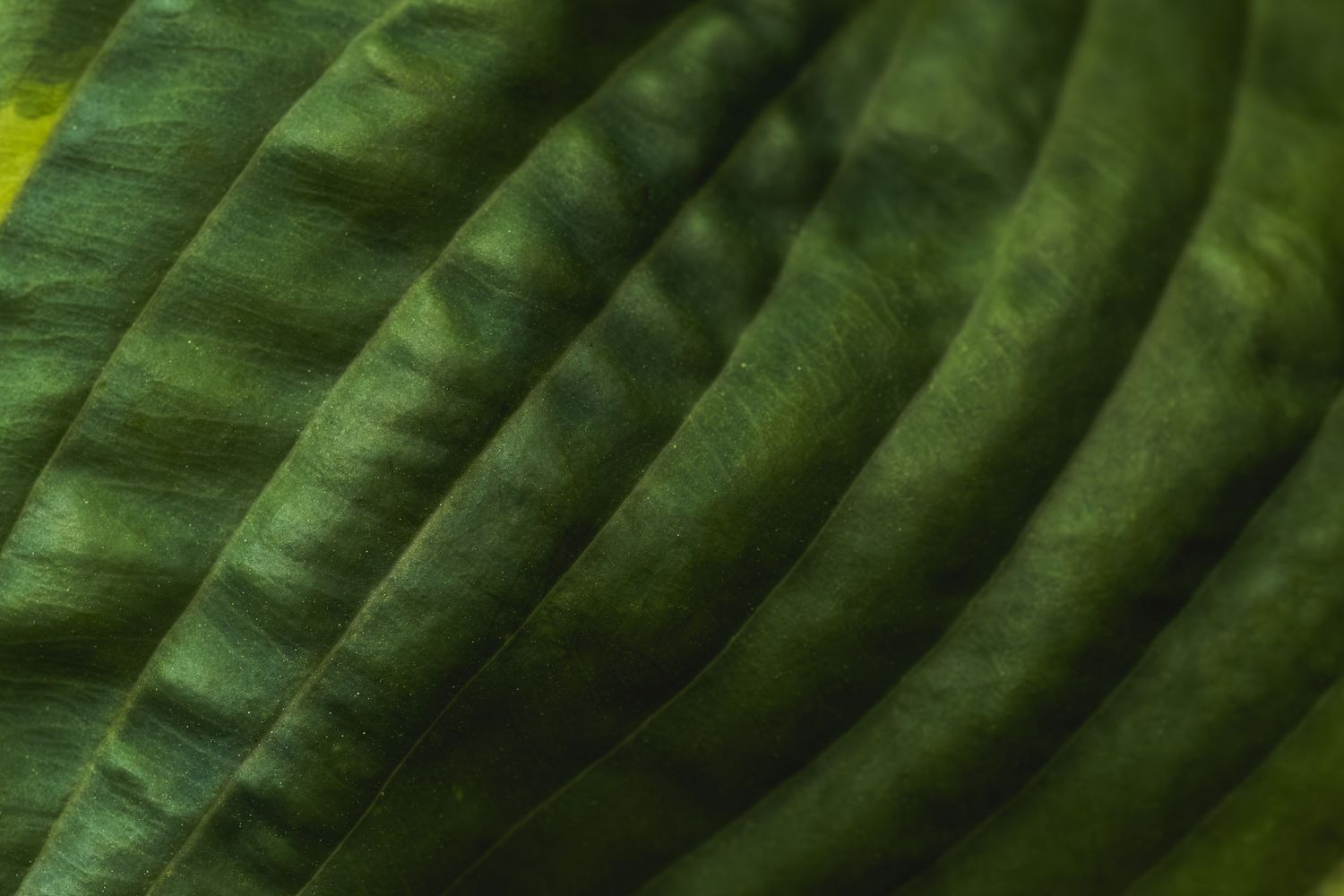 Close-up of vibrant green tropical leaf showing detailed curved ridges and natural texture patterns in lush foliage.