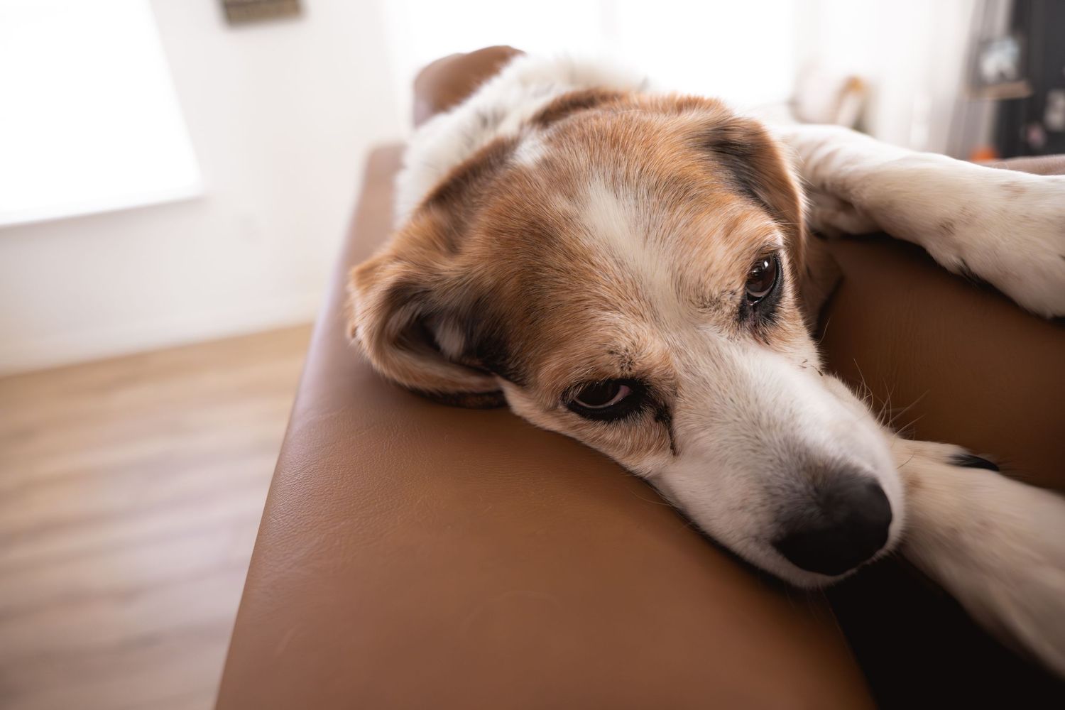 A sad-looking beagle rests its head on a brown leather sofa cushion indoors.