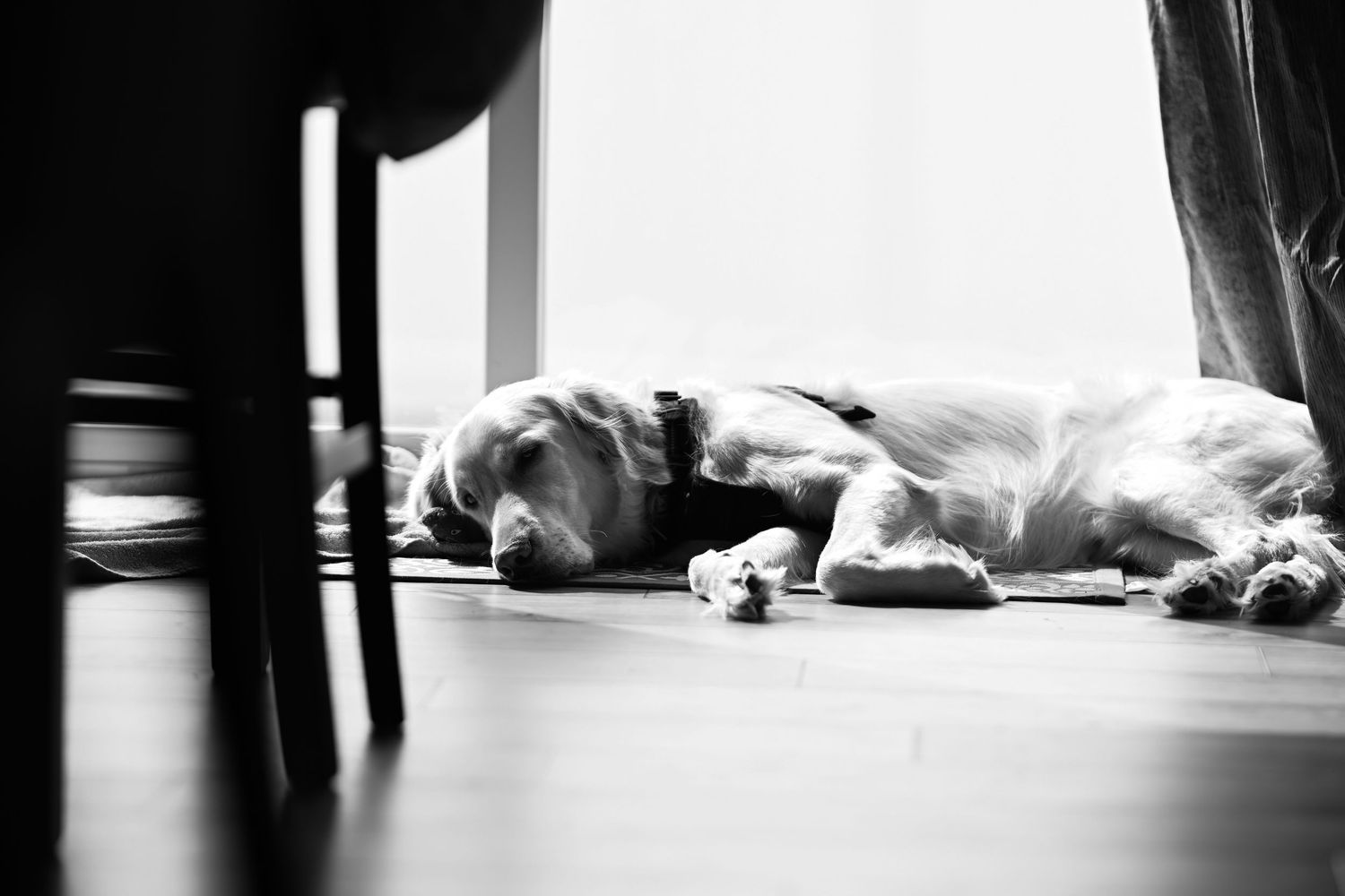 A tired dog resting on a hardwood floor in black and white photography, lying peacefully near furniture legs.