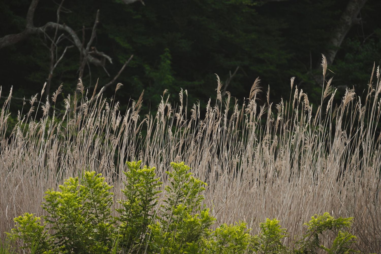 Tall dry marsh reeds sway beside green shrubs with dark forest trees in the background.