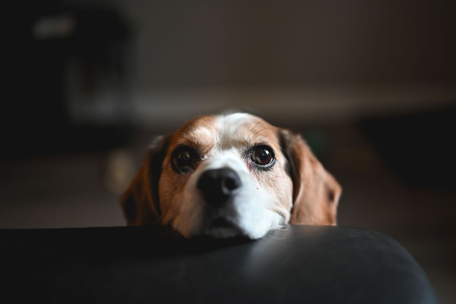 Curious beagle peeking over dark surface with big brown eyes.