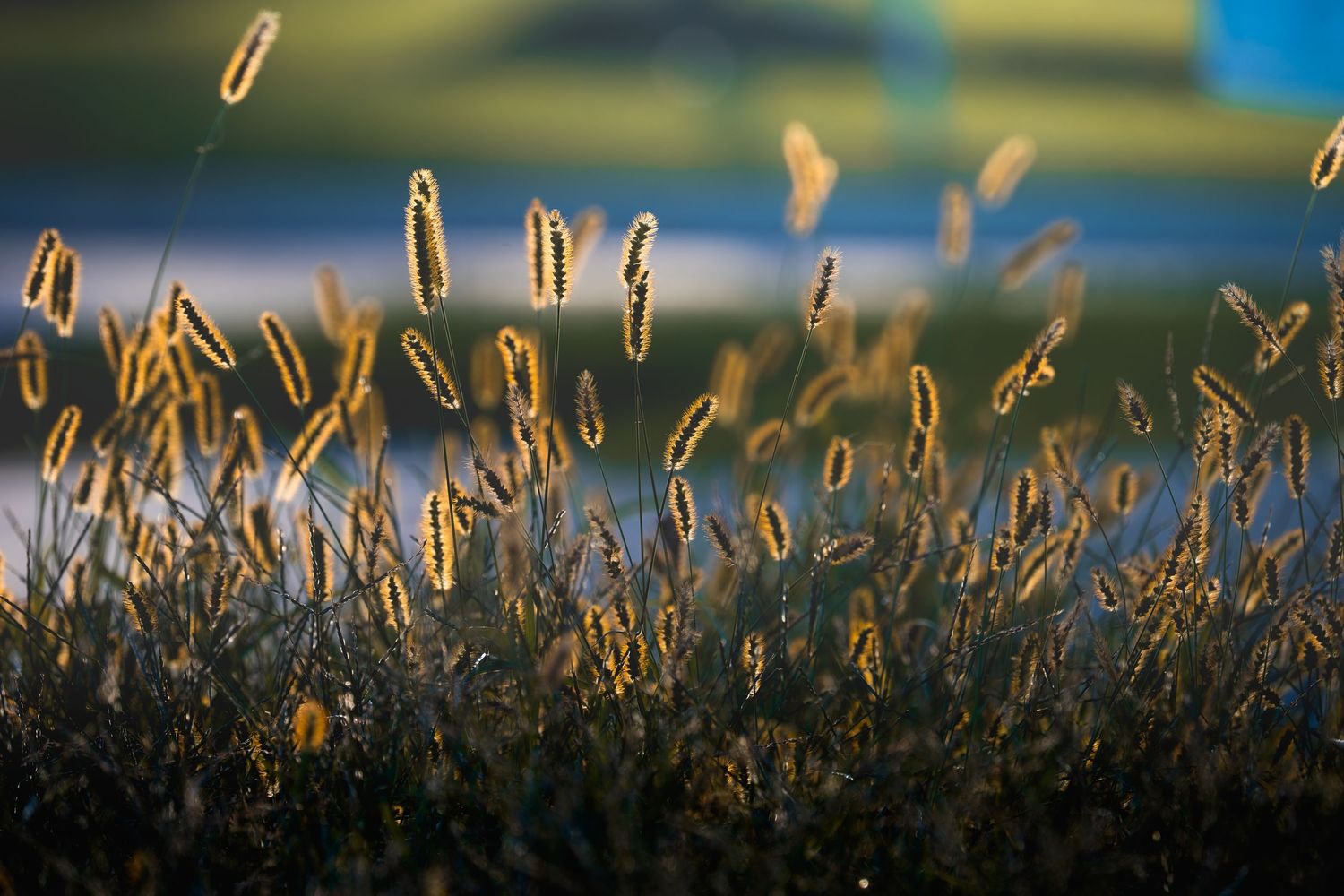 Golden wild grass seed heads glowing in warm sunset light against a blurred green landscape background.