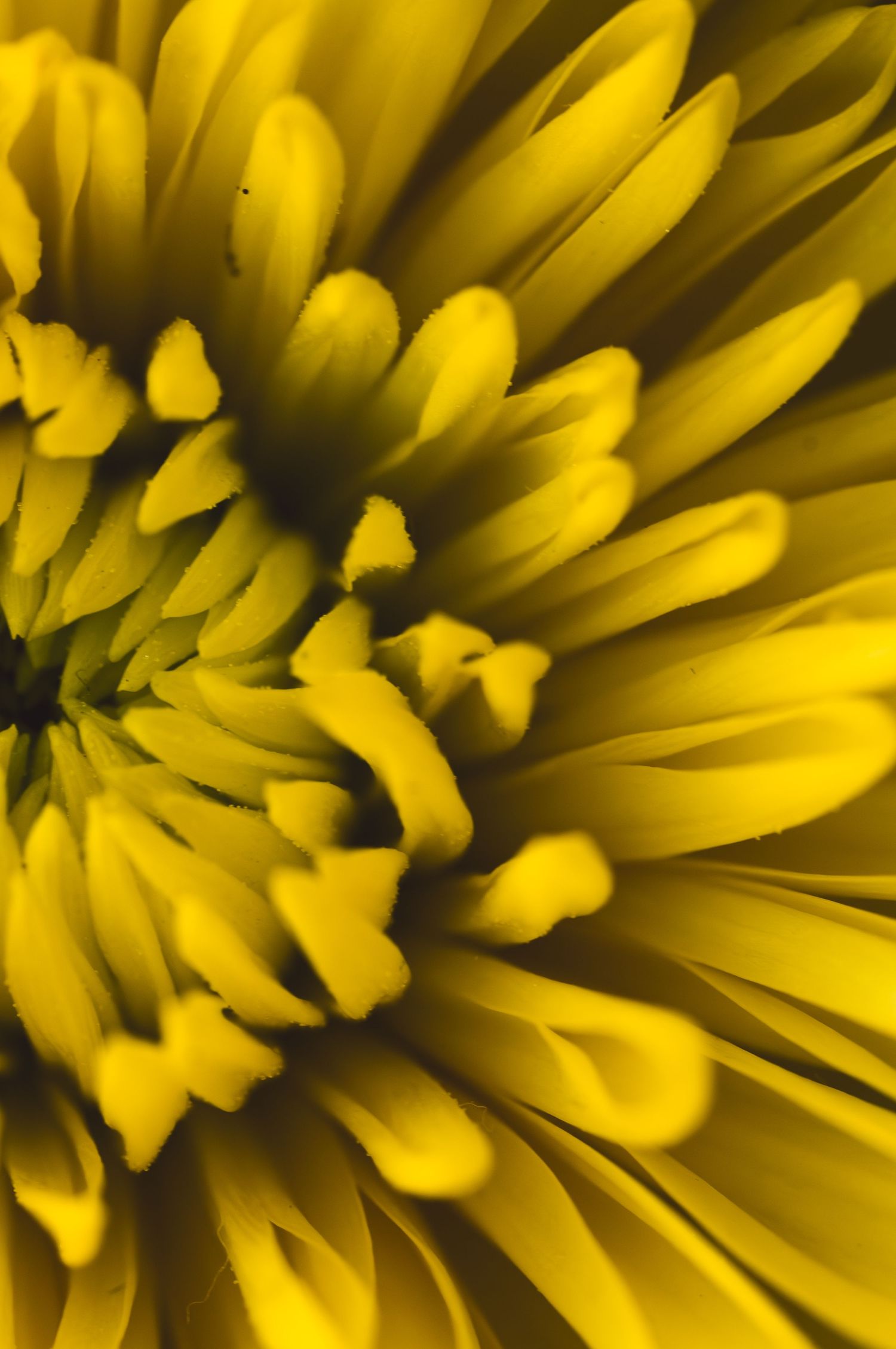 Close-up macro photo of a vibrant yellow chrysanthemum flower showing intricate layered petals in full bloom.