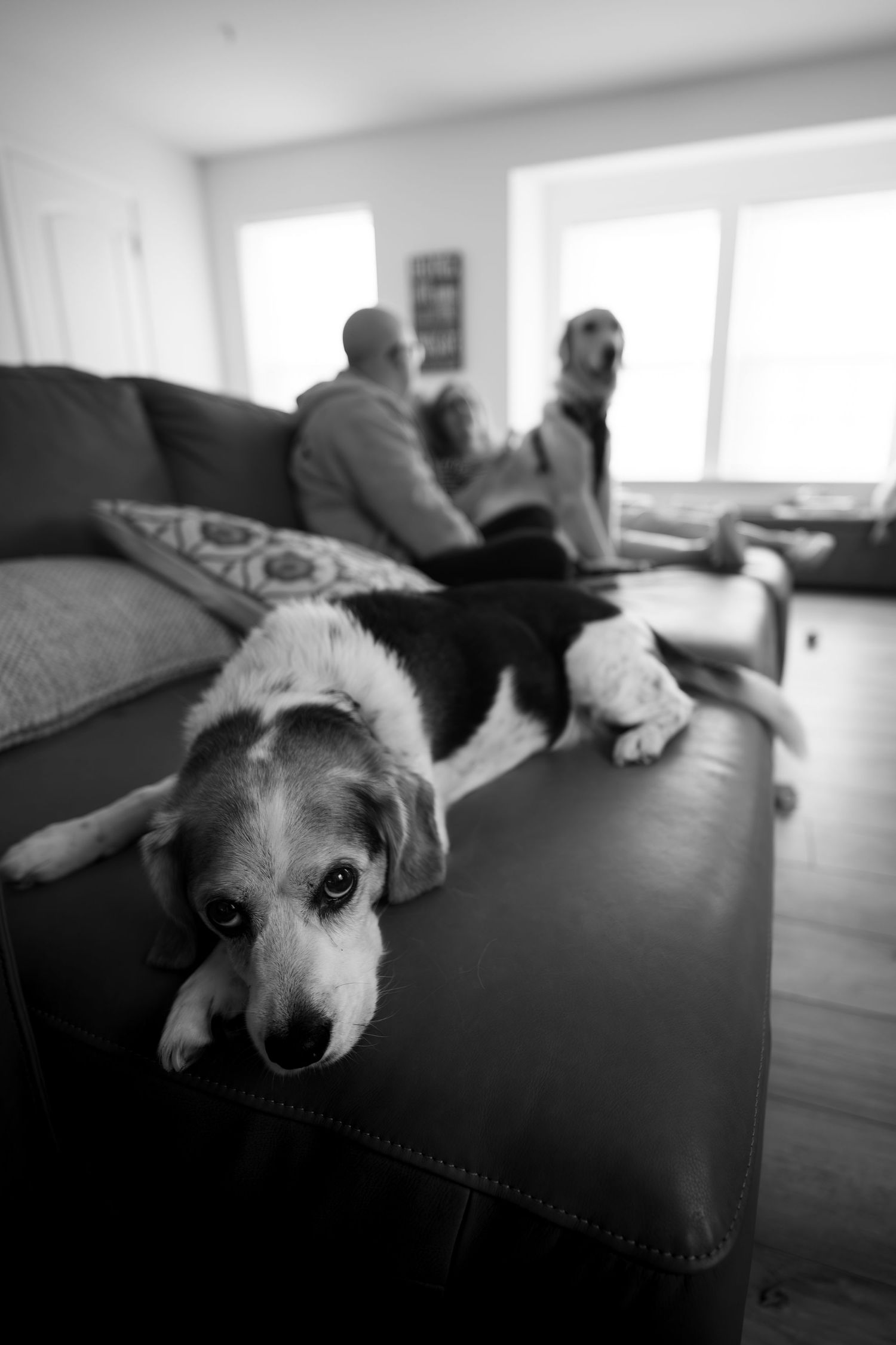 Black and white photo of a beagle resting on a leather ottoman with two people and a dog sitting on a sofa in background.