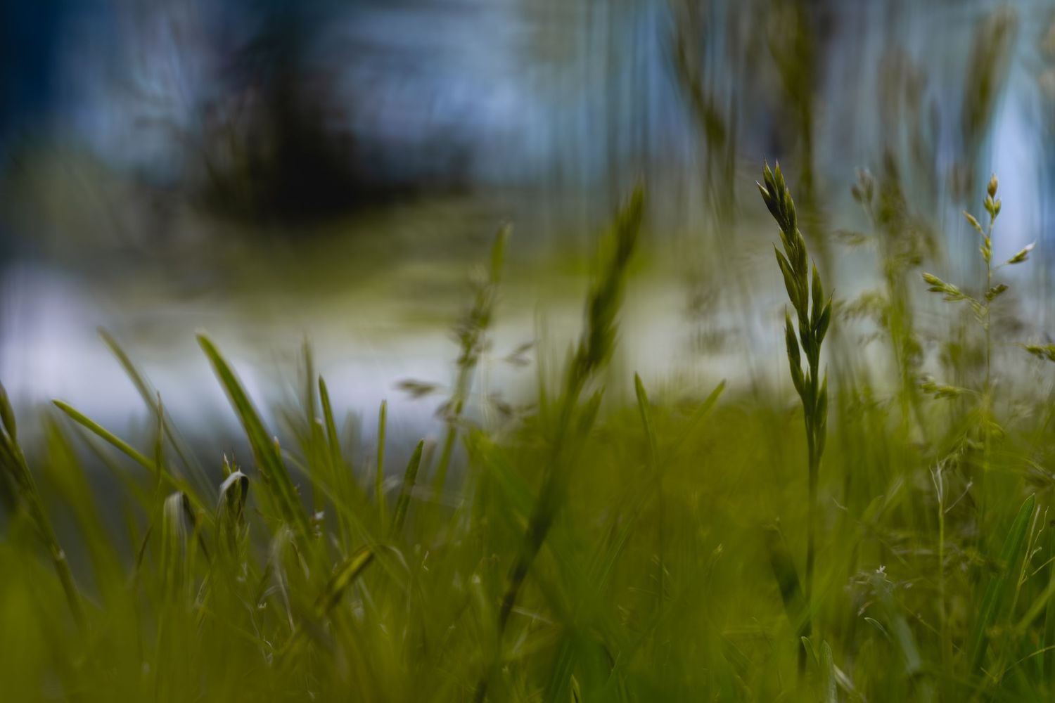 Close-up of lush green grass blades in sharp focus with a blurred blue and green bokeh background outdoors.