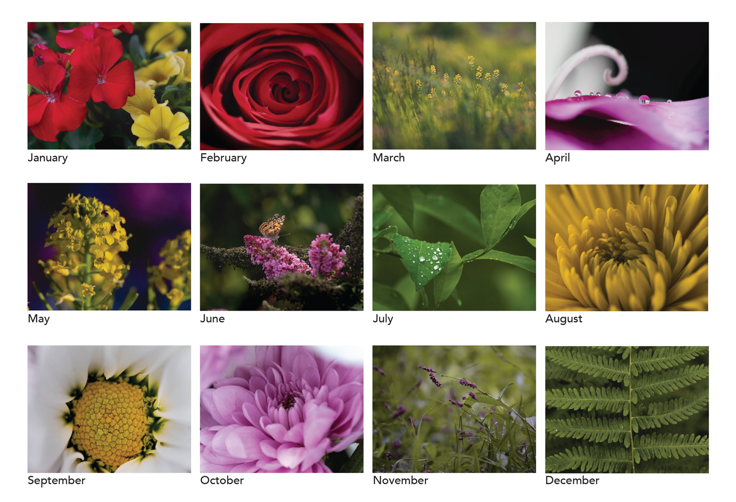 A colorful floral calendar featuring twelve months of vibrant flower photography, from roses to chrysanthemums.