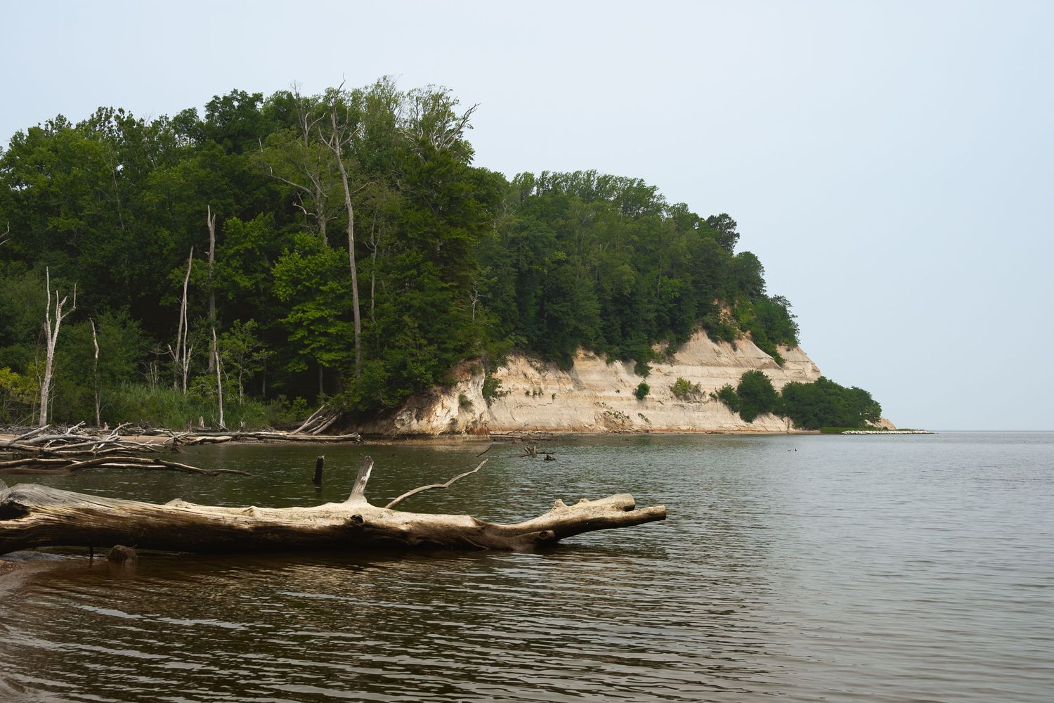 Scenic lakeside view with driftwood logs on sandy shore beside white chalk cliffs topped with lush green trees.