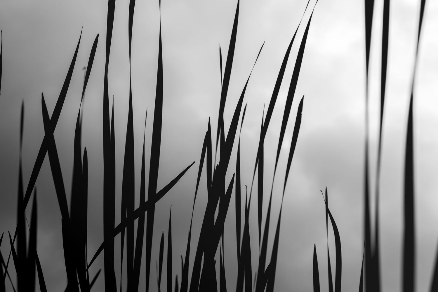 Black and white silhouette of tall grass blades against a cloudy sky, creating a dramatic nature contrast.