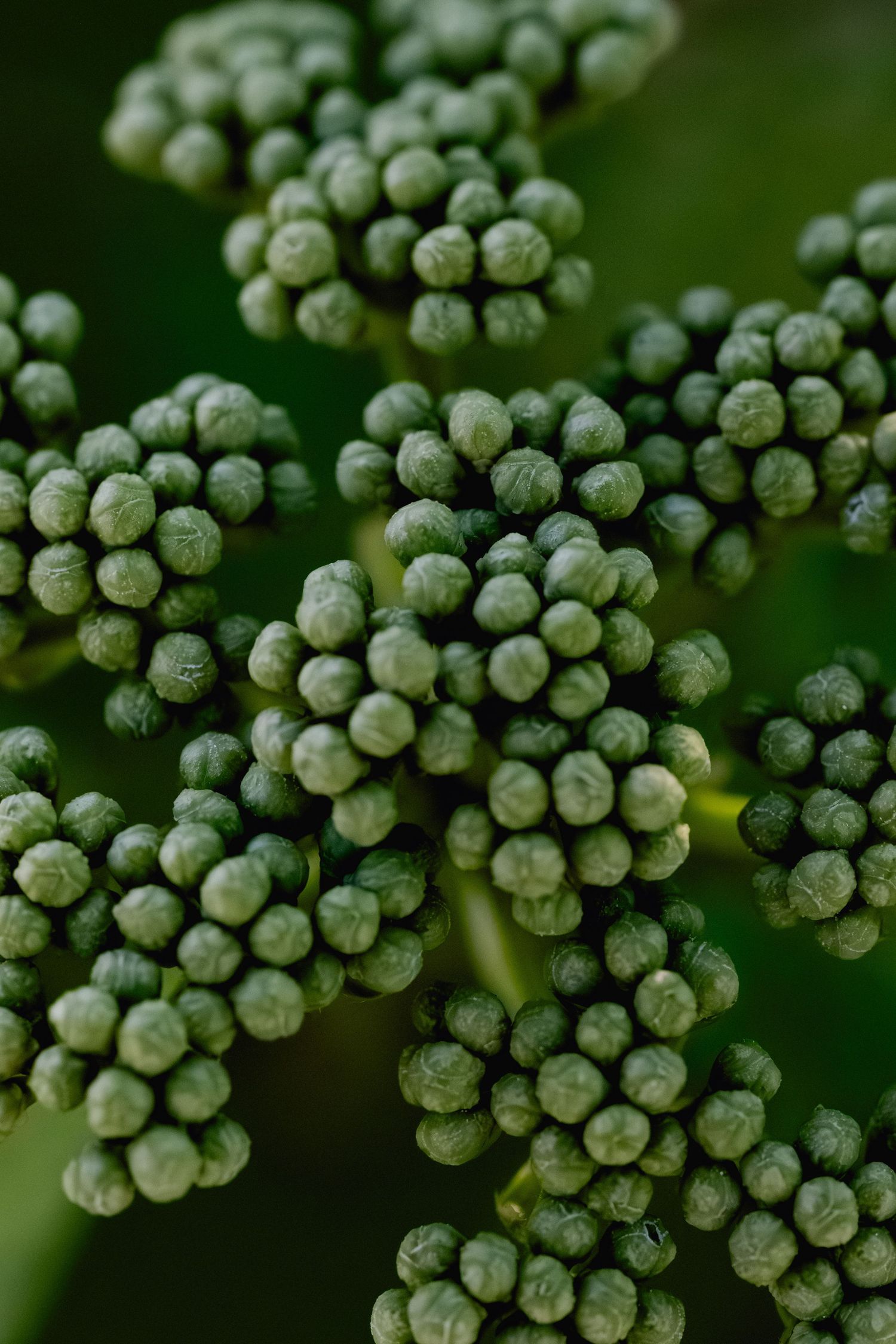 Close-up macro photo of fresh green broccoli florets showing tightly clustered buds in vivid detail.