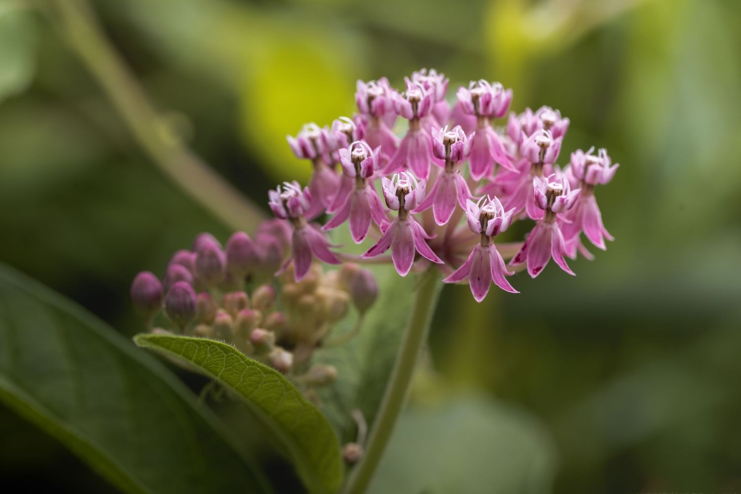 Close-up of pink milkweed flowers in bloom with green leaves in soft-focus background.
